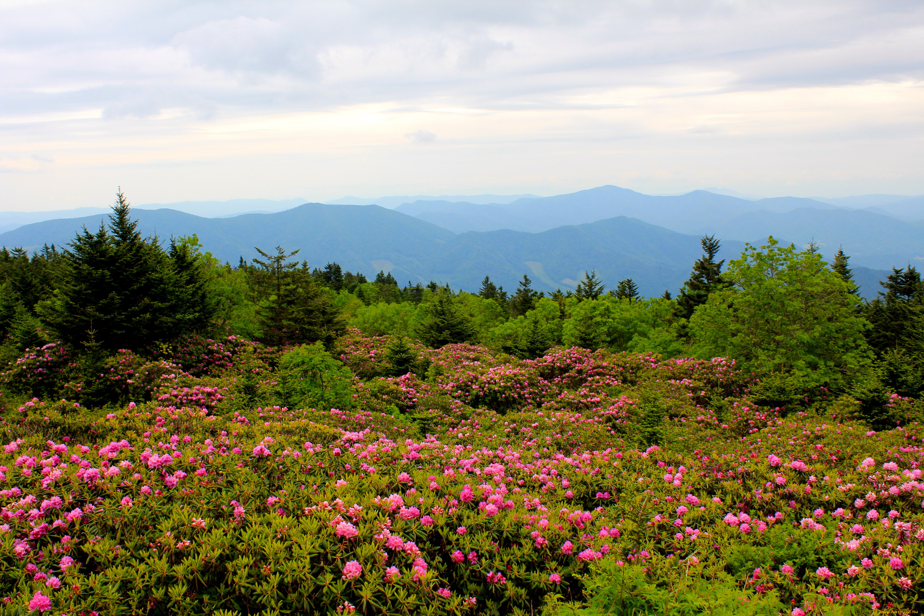 mountain, rhododendrons, north, carolina, природа, луга, родендроны, гора