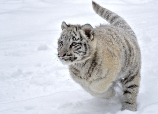 Картинка животные тигры бег снег тигренок