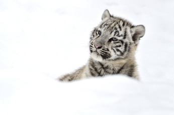 обоя животные, тигры, снег, тигренок