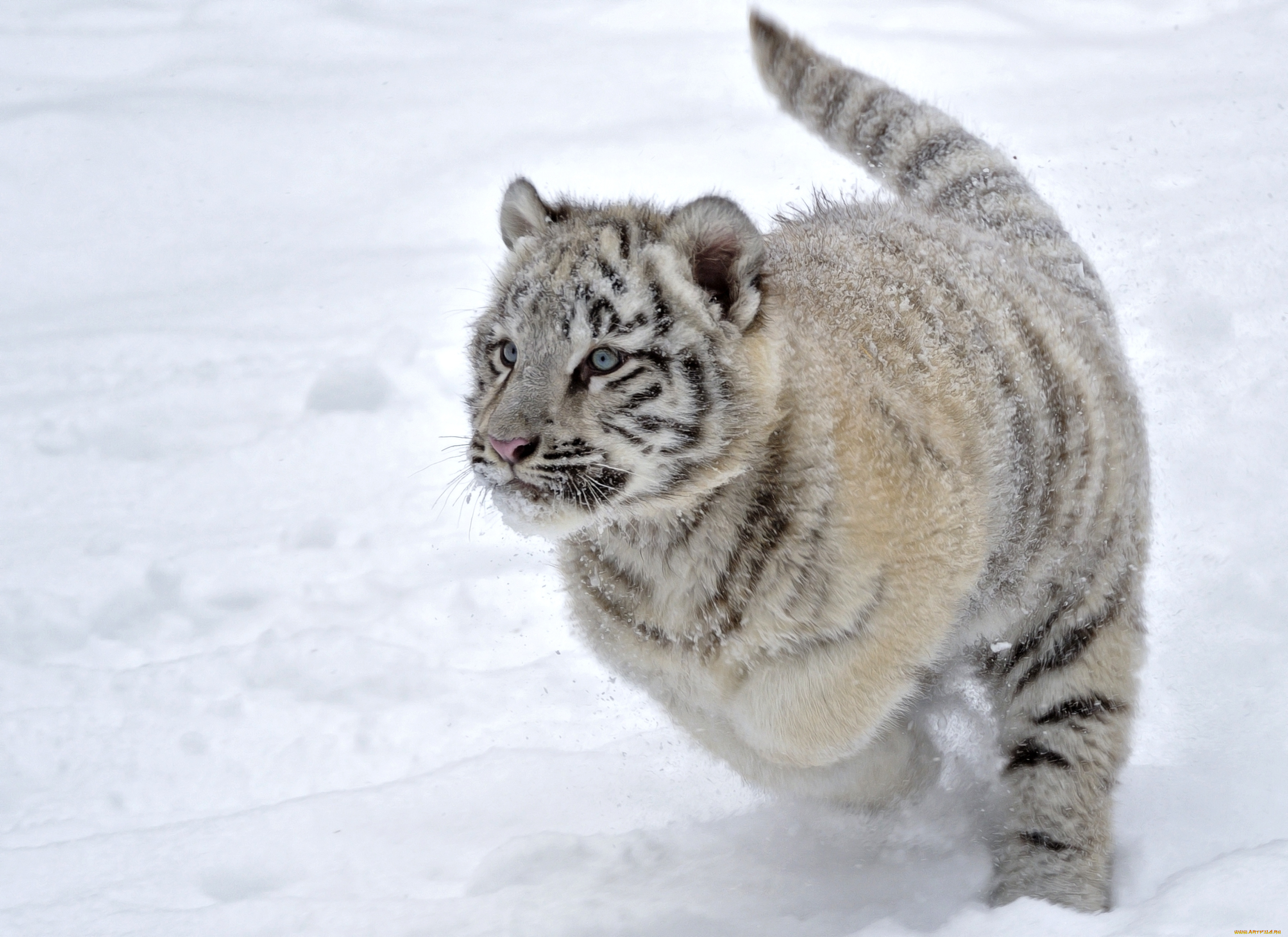 белый тигр на снегу скачать