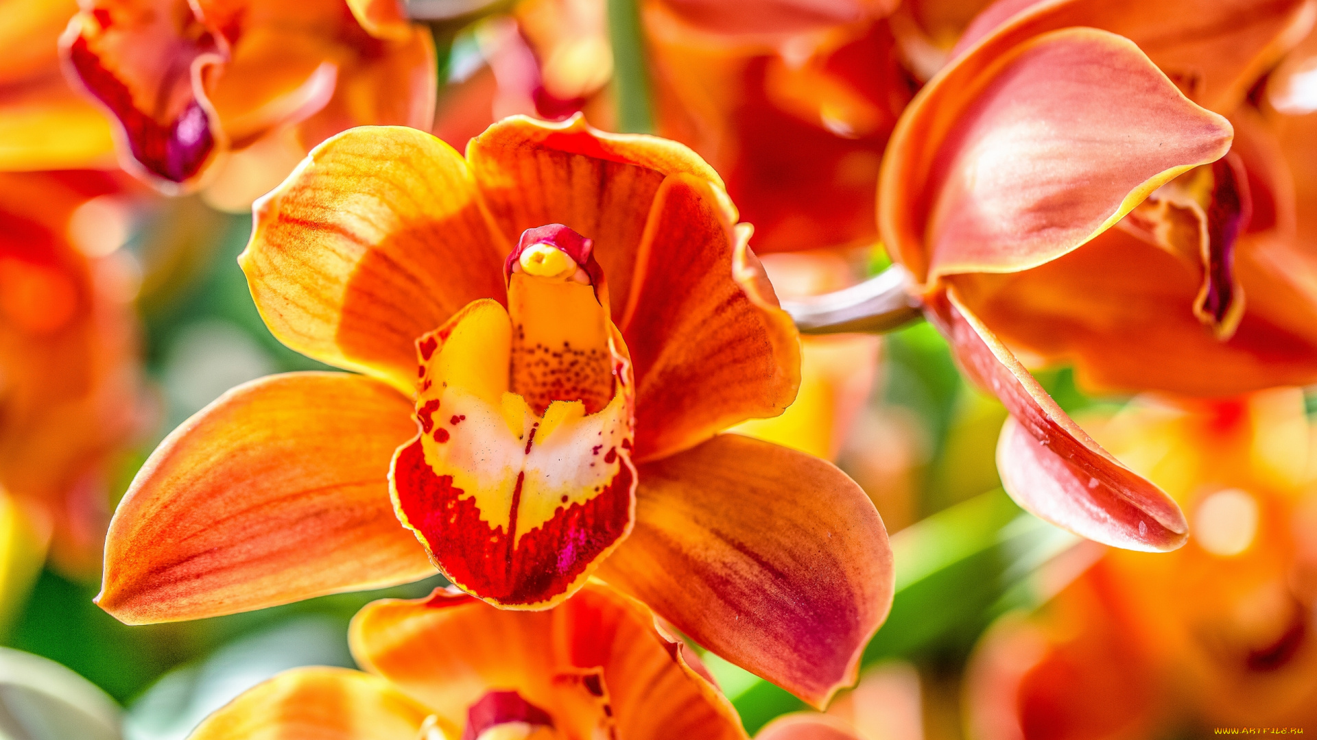 цветы, орхидеи, оранжевые, макро, ярко
