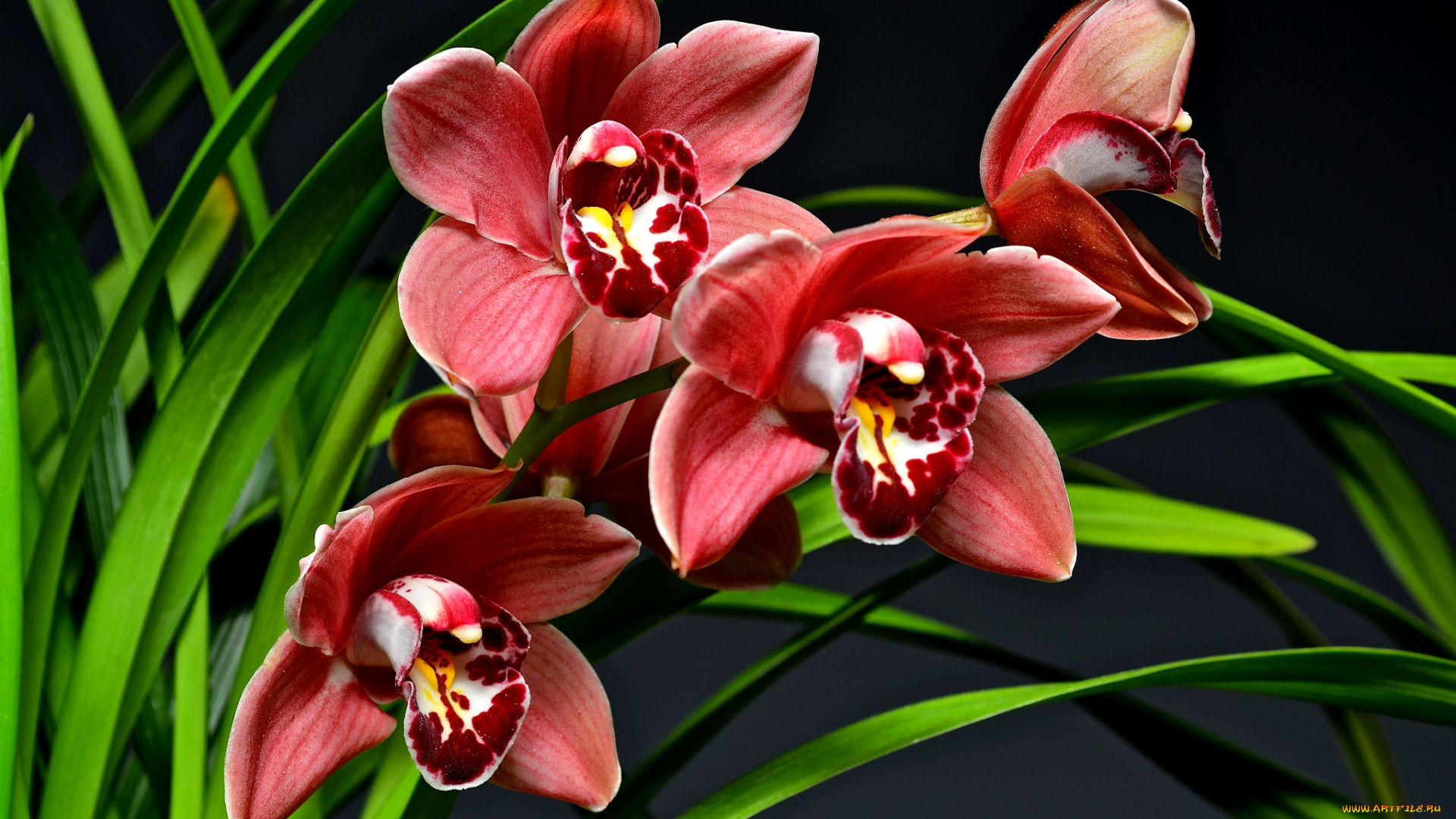 цветы, орхидеи, темный, фон, розовая, орхидея