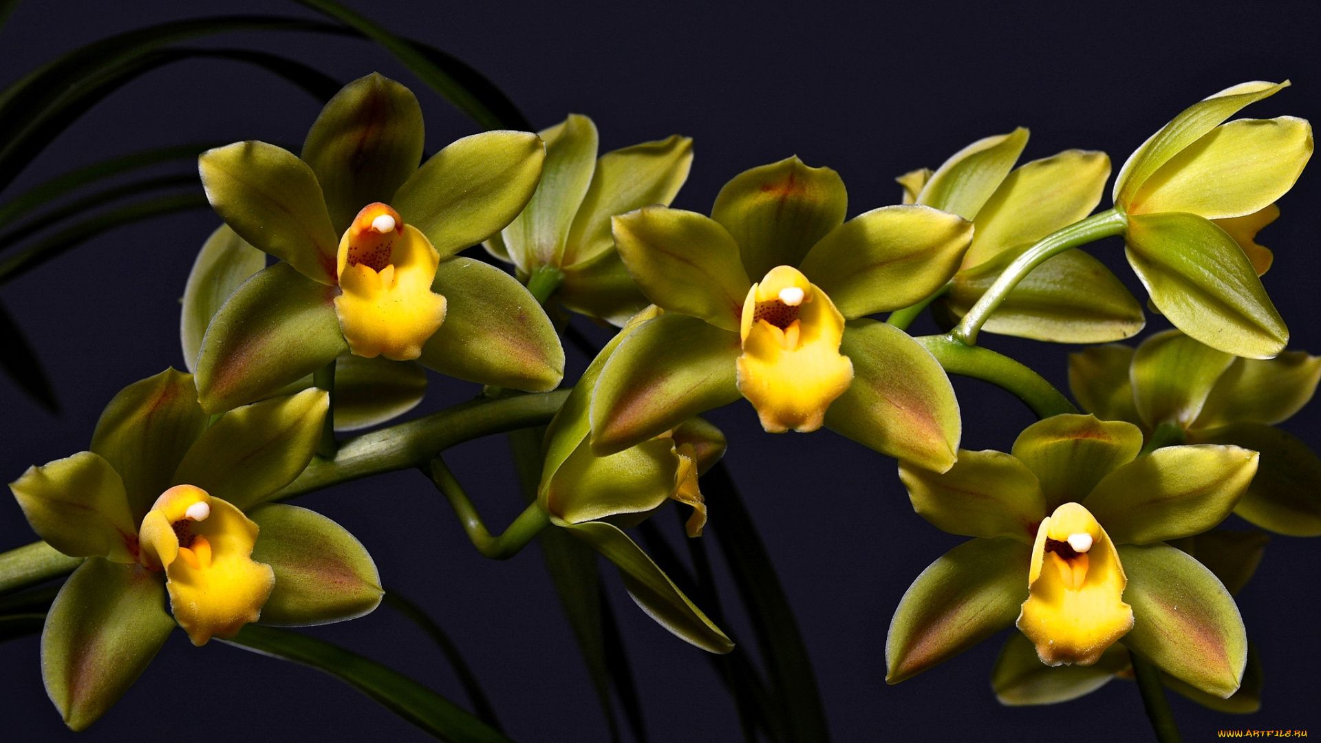 цветы, орхидеи, темный, фон, зеленая, орхидея