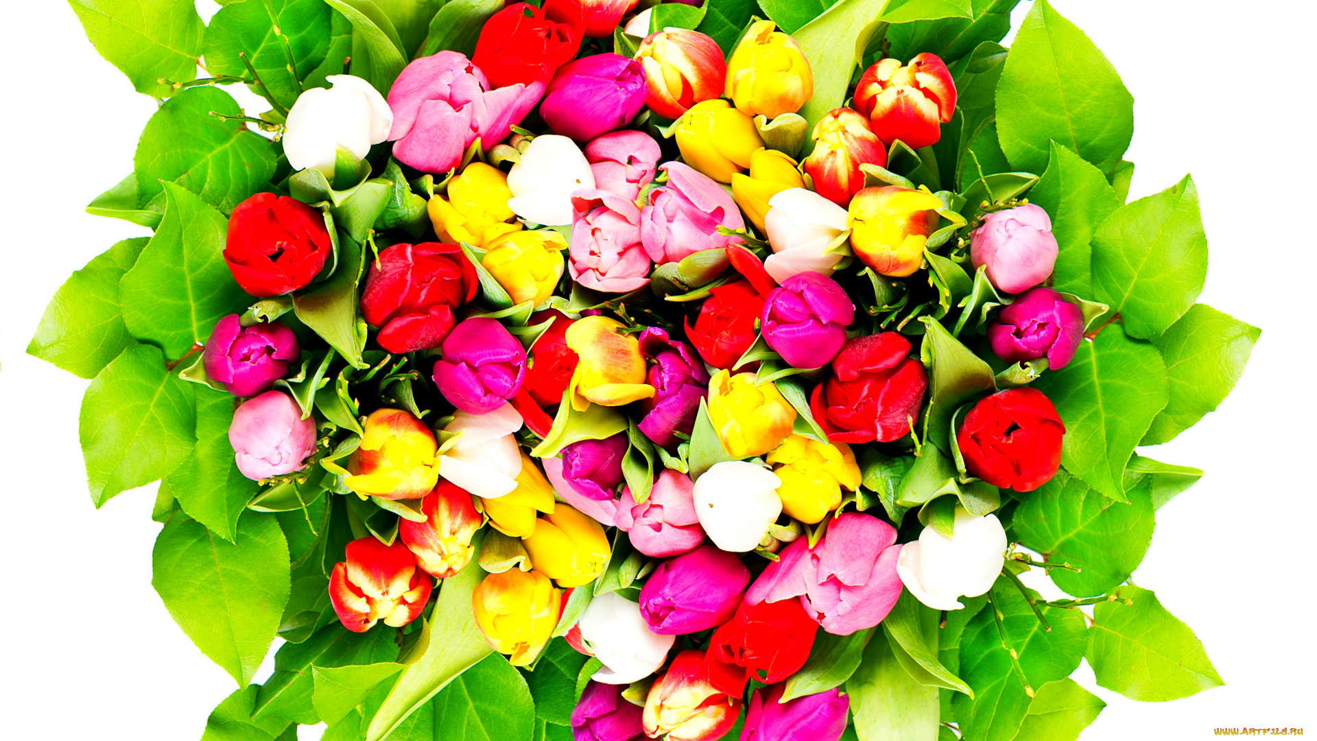 цветы, тюльпаны, белый, фон, букет