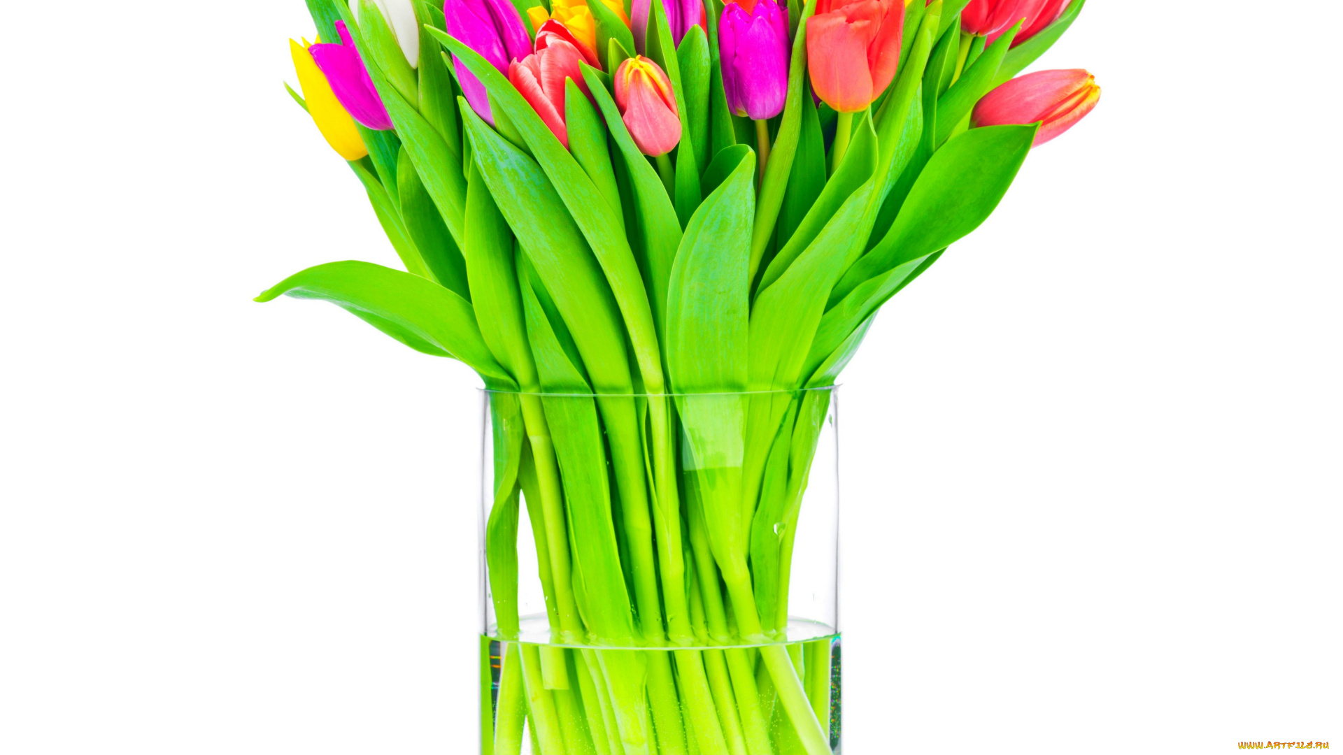 цветы, тюльпаны, ваза, белый, фон