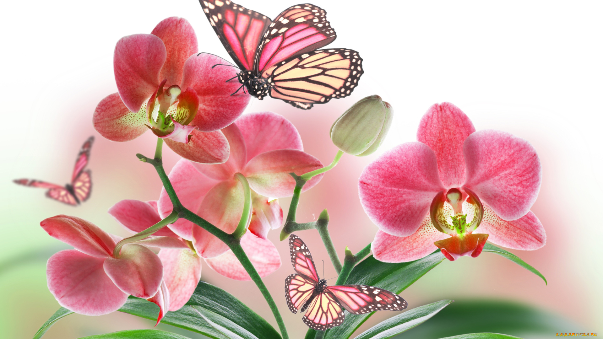 разное, компьютерный, дизайн, орхидея, бабочка, природа, цветок, лепестки