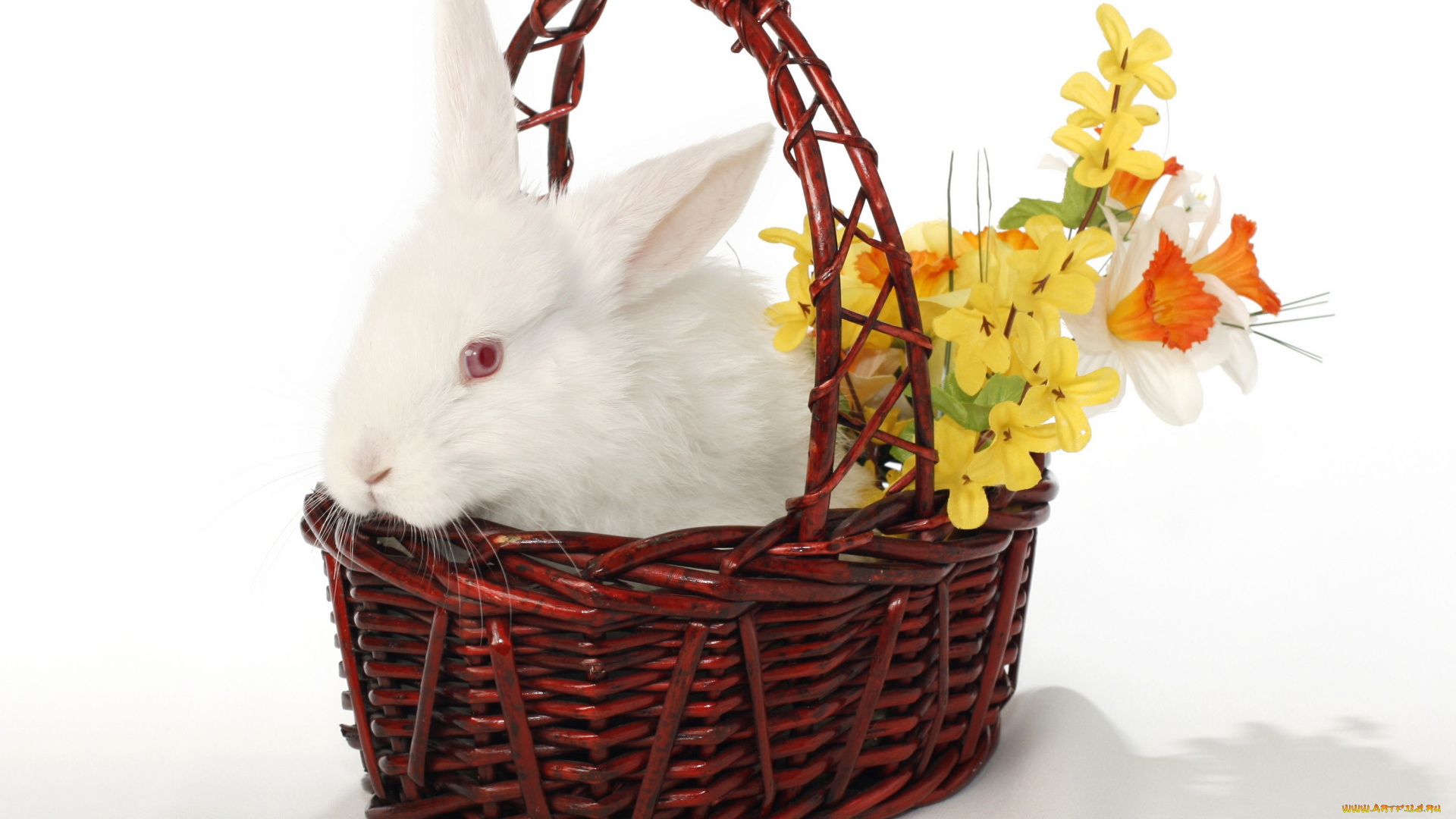 животные, кролики, , зайцы, easter, цветы, пасха, корзина, кролик
