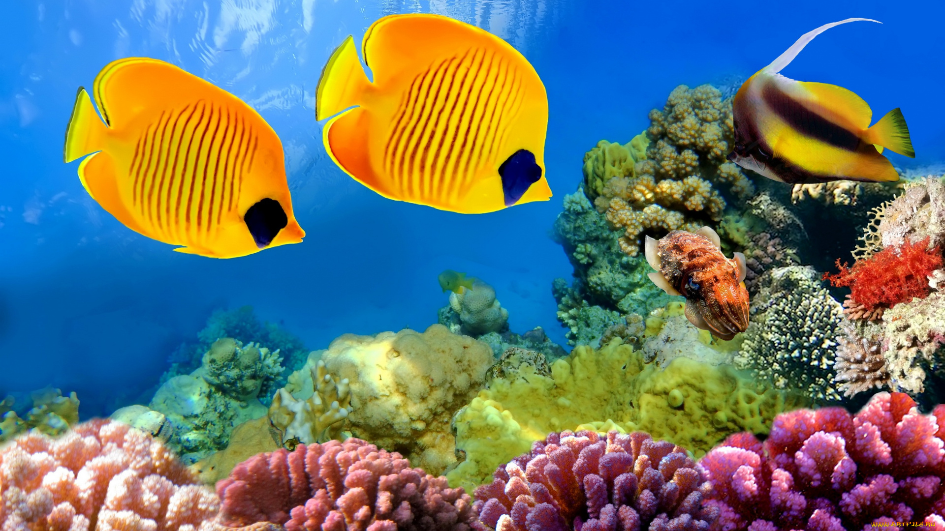 животные, рыбы, ocean, подводный, мир, тропические
