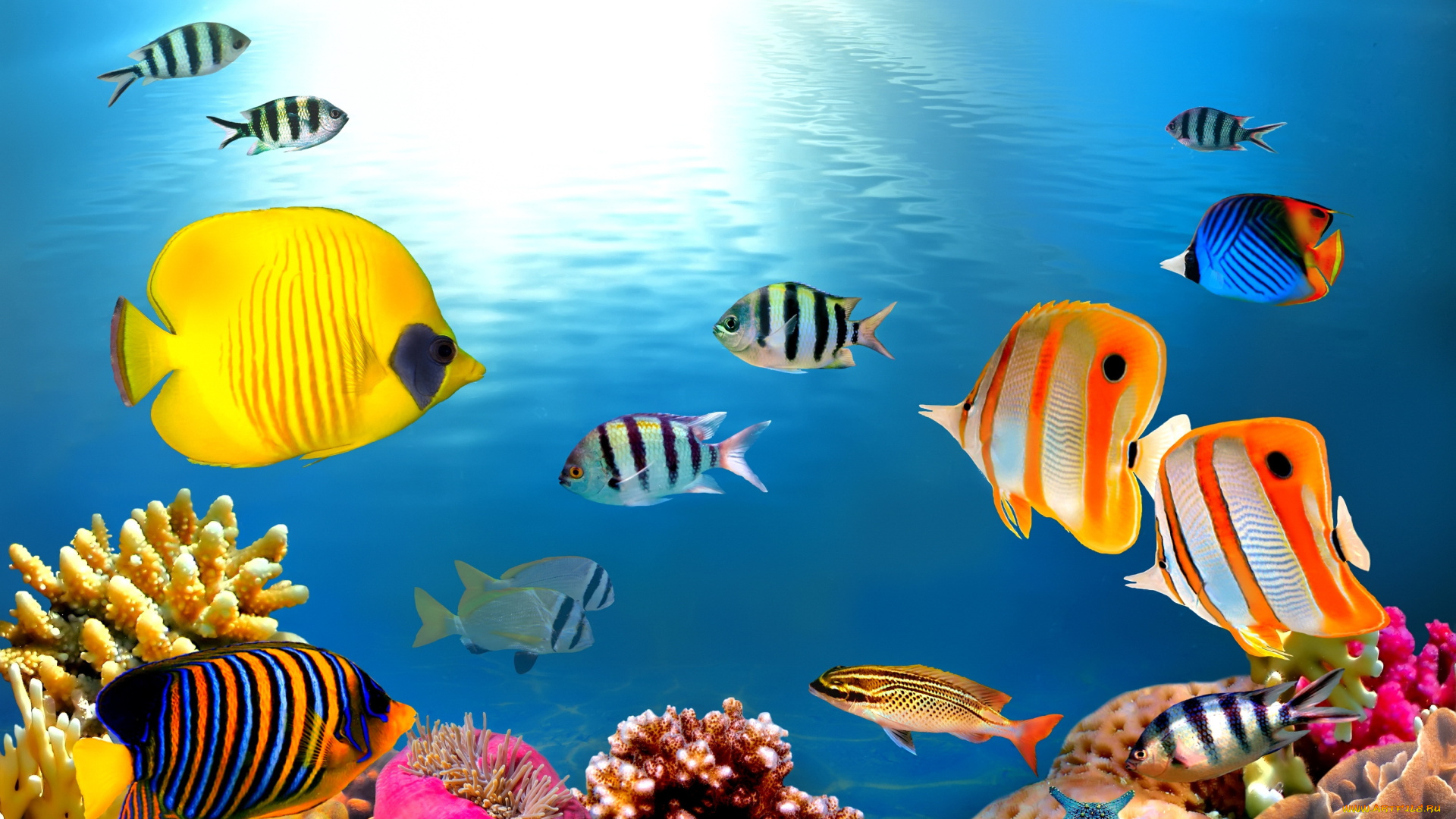 животные, рыбы, тропические, подводный, мир, ocean
