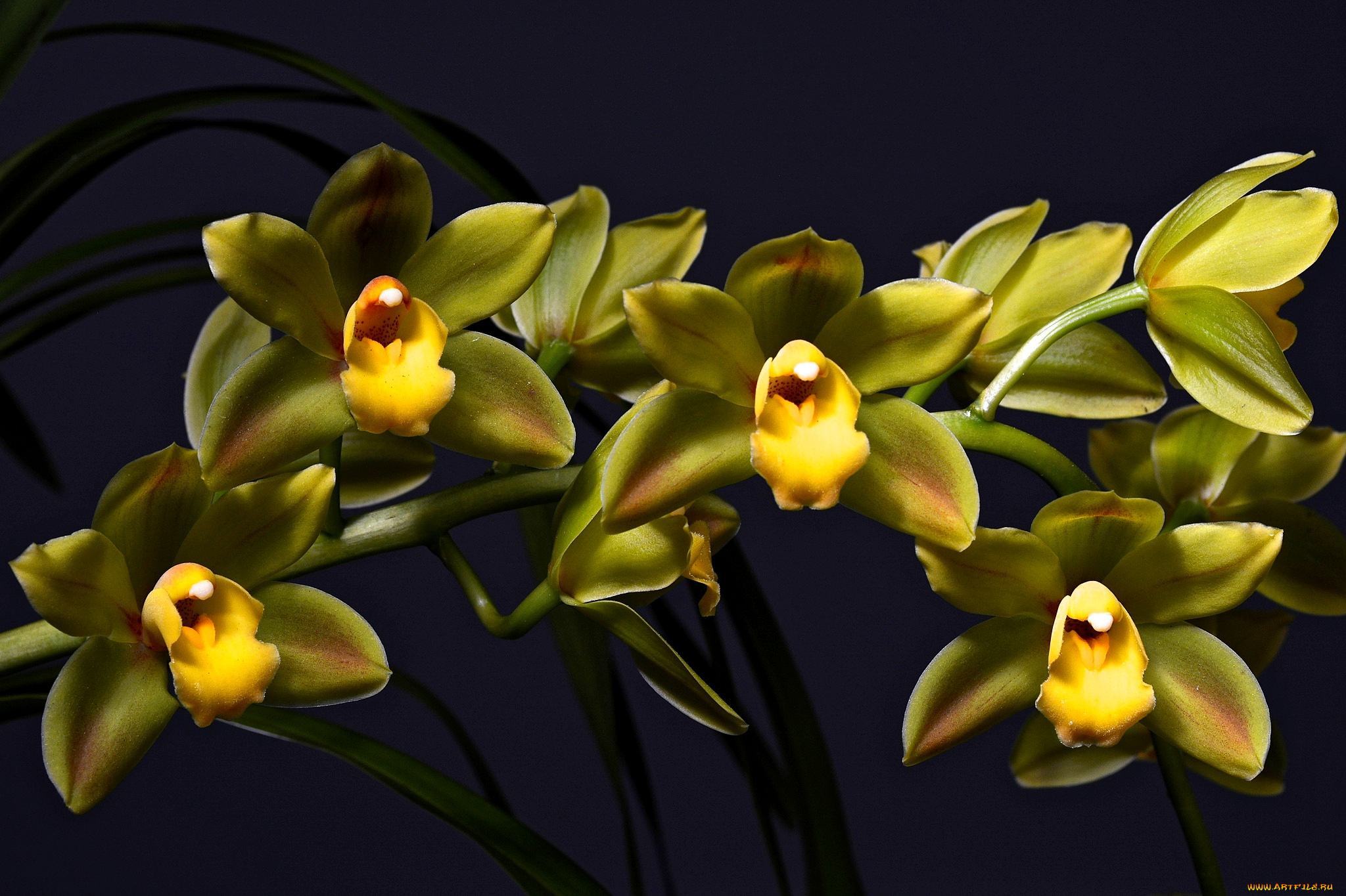 цветы, орхидеи, темный, фон, зеленая, орхидея