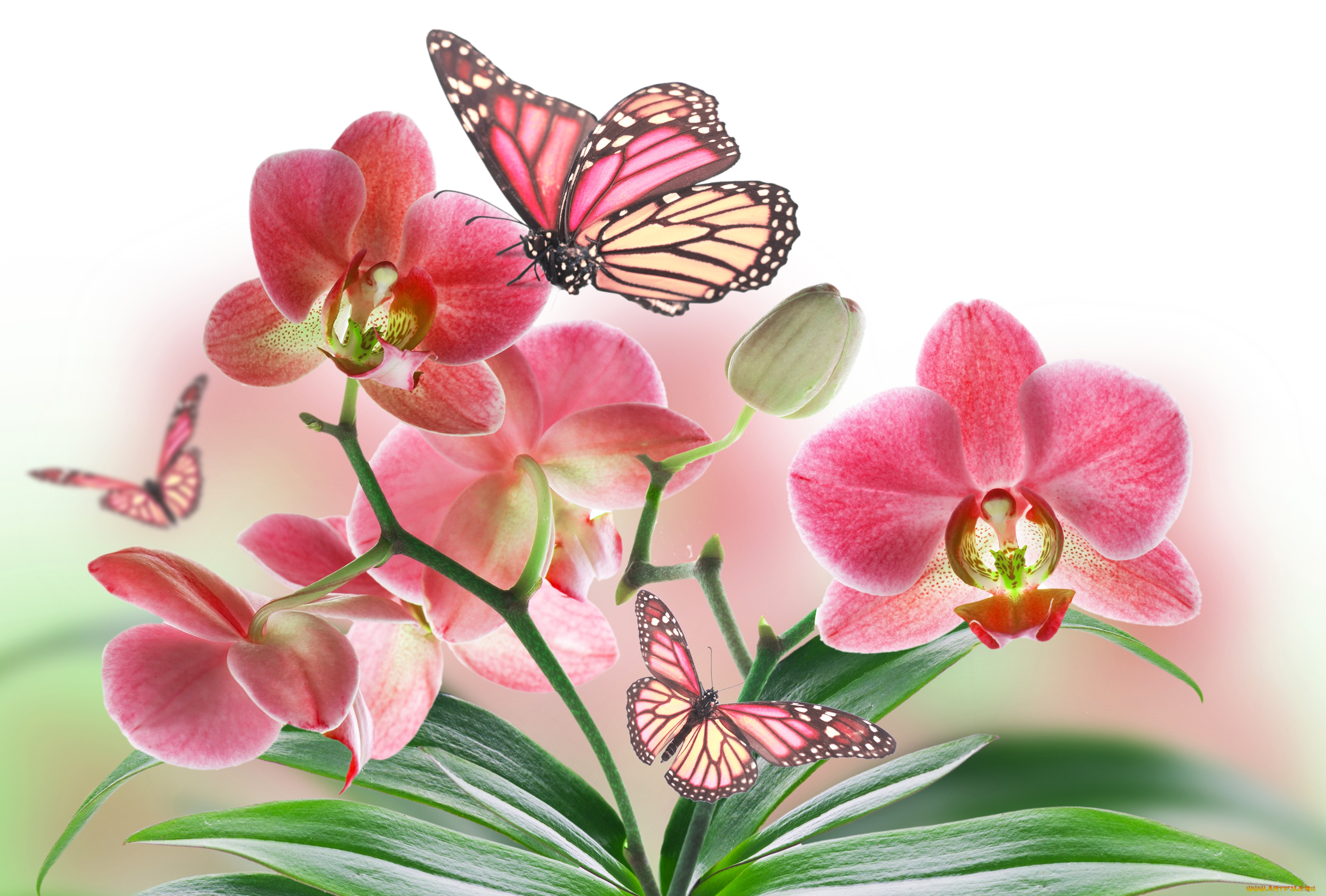 разное, компьютерный, дизайн, орхидея, бабочка, природа, цветок, лепестки