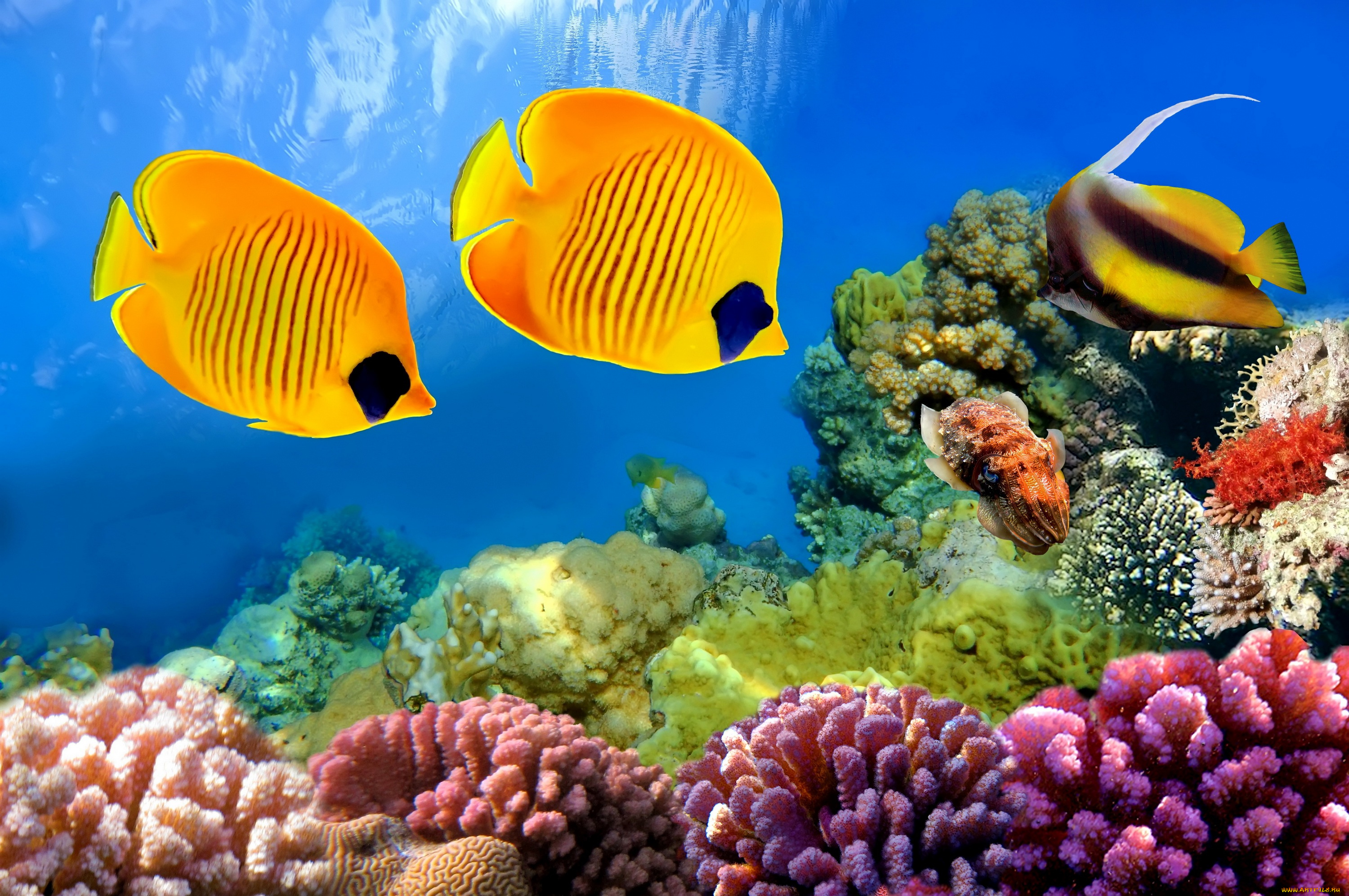 животные, рыбы, ocean, подводный, мир, тропические