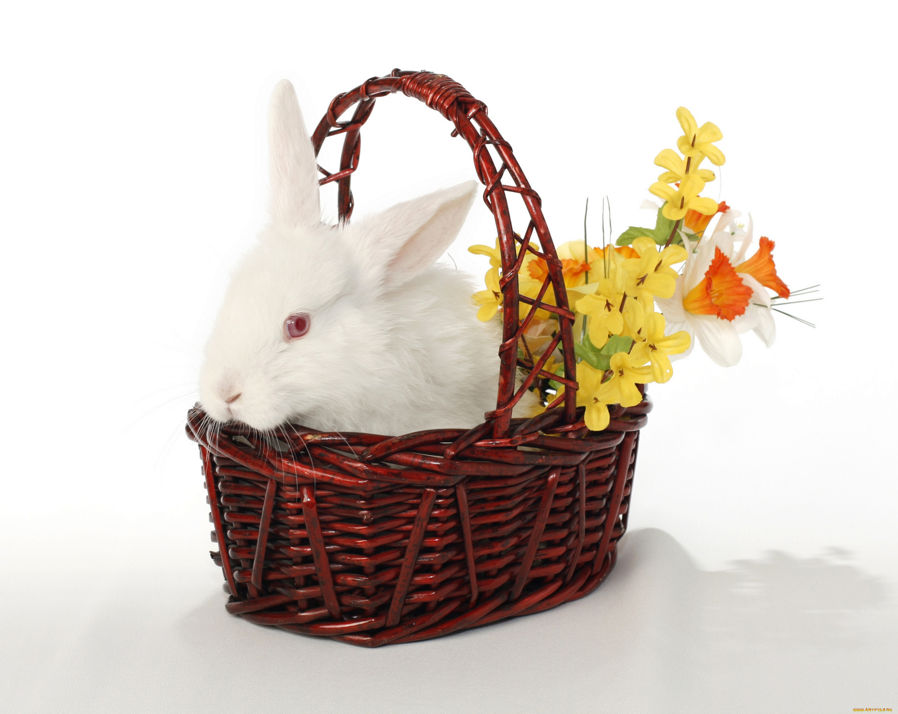 животные, кролики, , зайцы, easter, цветы, пасха, корзина, кролик