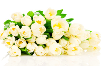 Картинка цветы тюльпаны белые белый фон