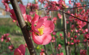 Картинка цветы айва розовый цветок веточка