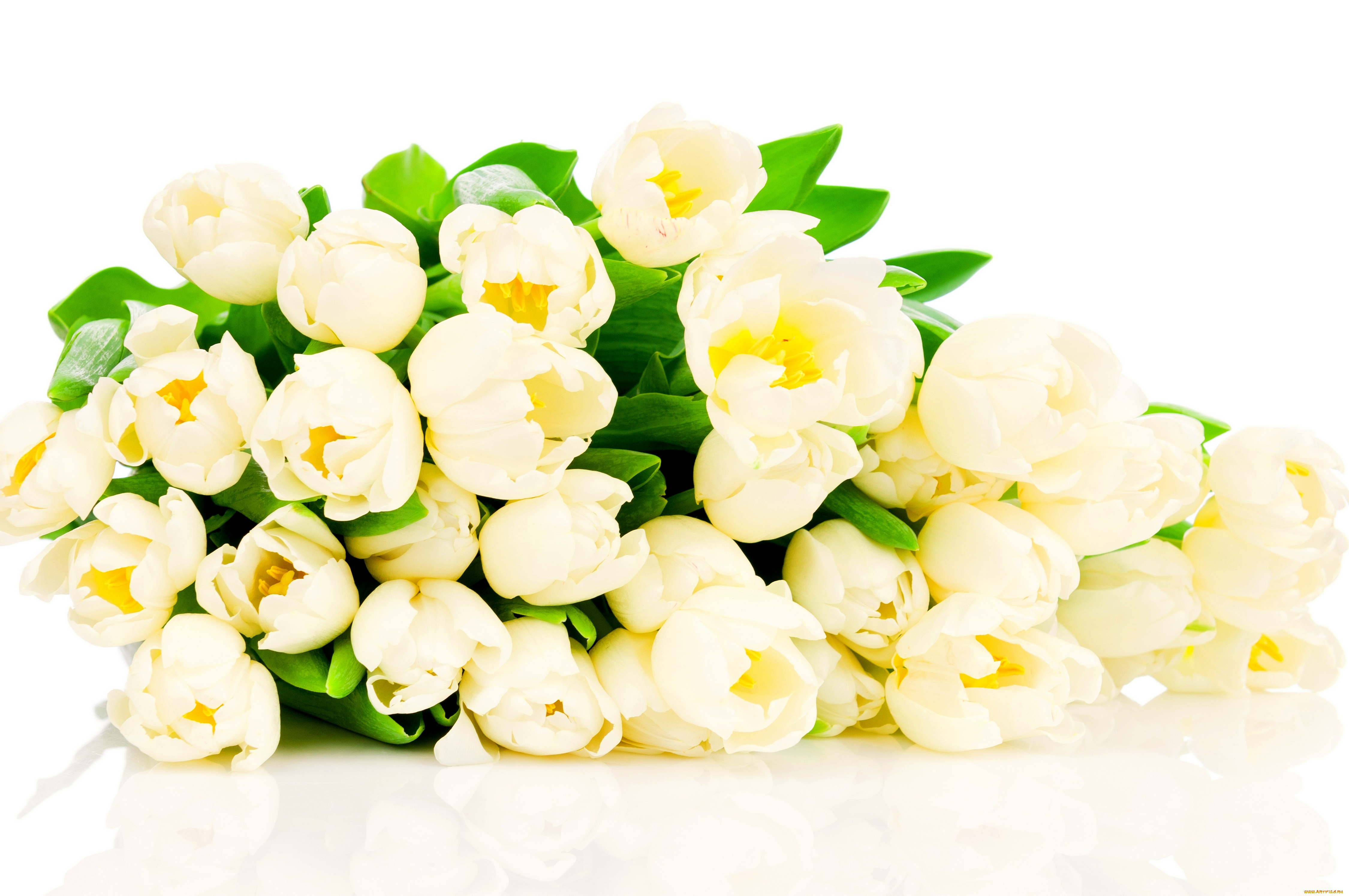цветы, тюльпаны, белые, белый, фон