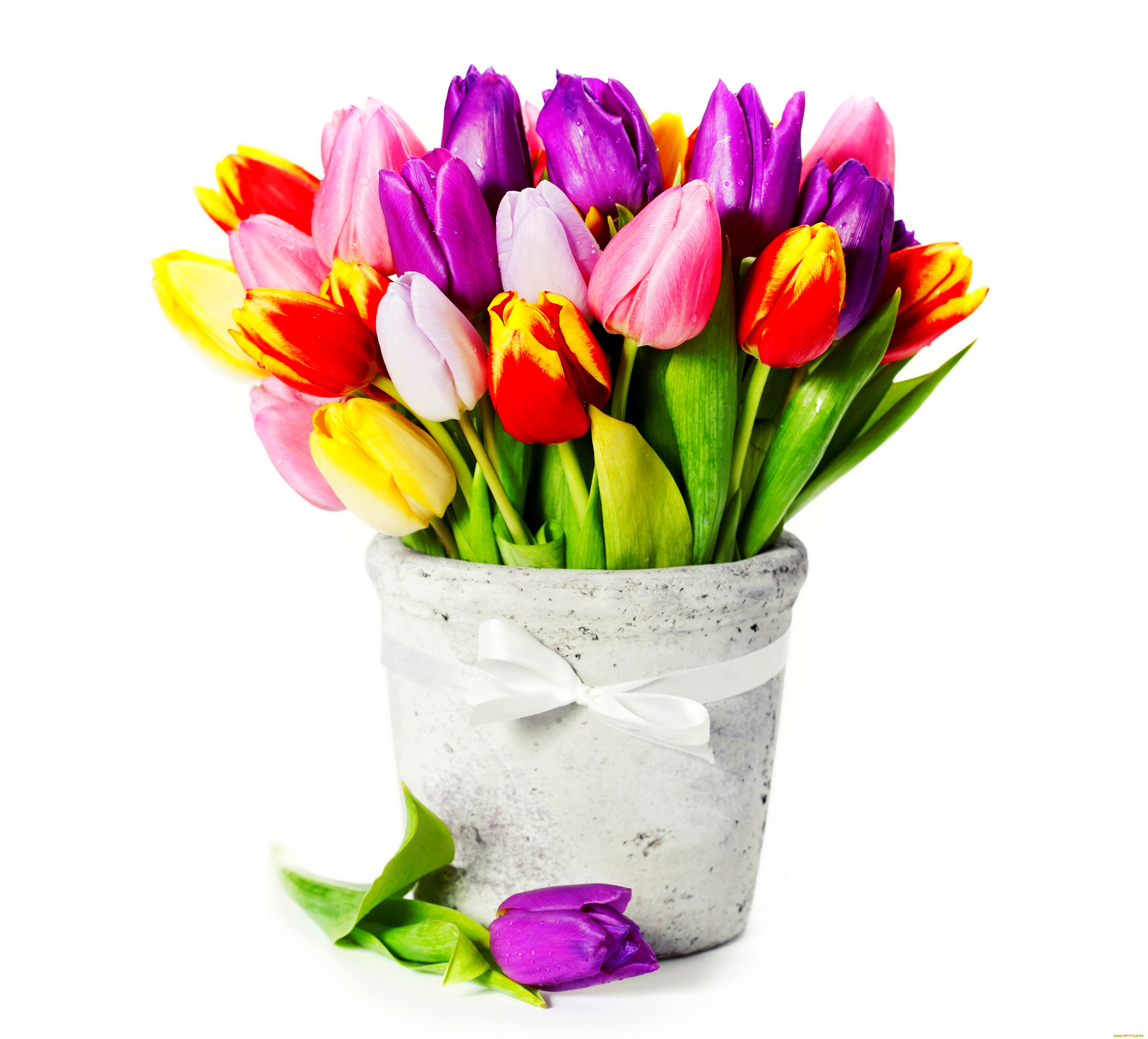 цветы, тюльпаны, ваза, букет, белый, фон