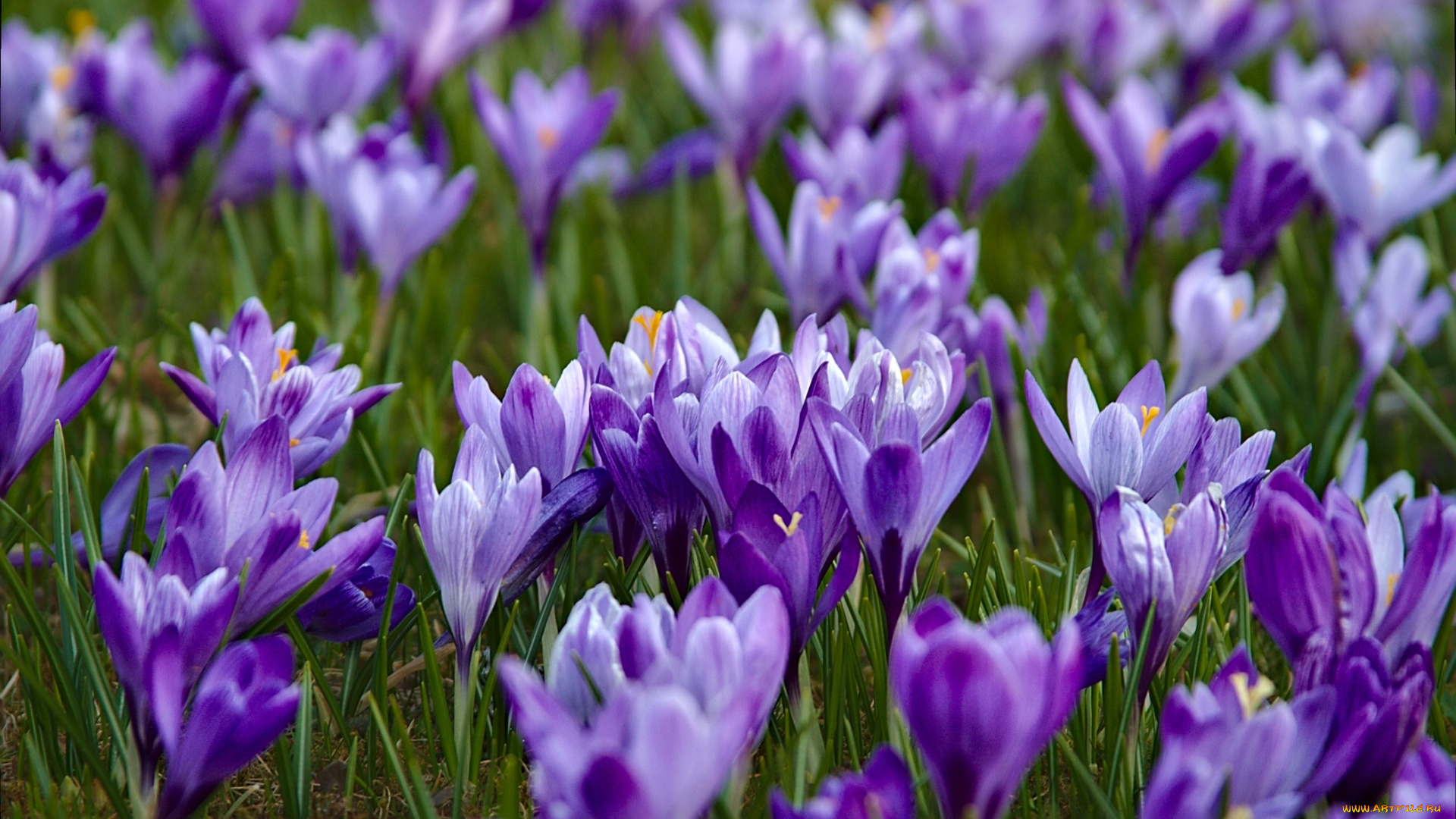 цветы, крокусы, шафран, весна, фиолетовый