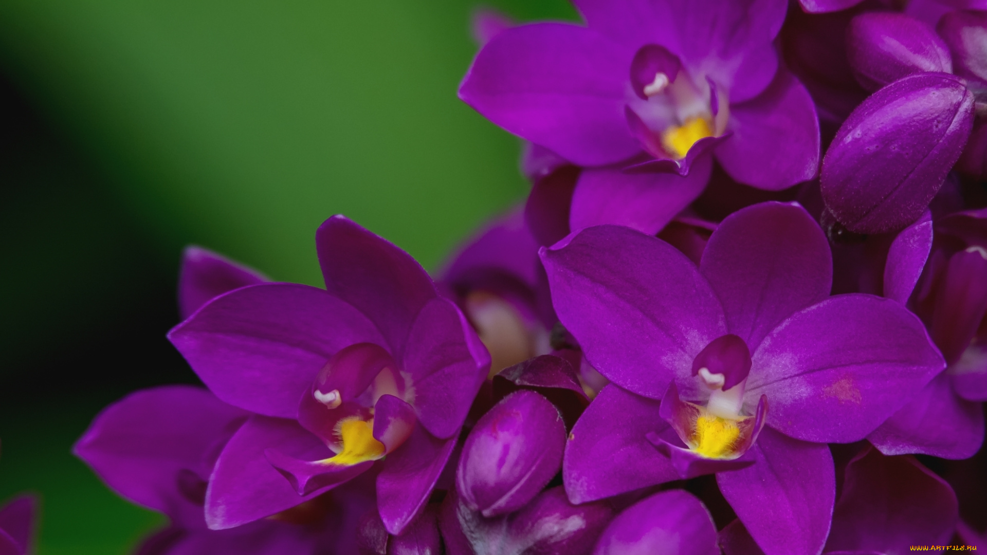 цветы, орхидеи, лепестки, макро, лиловый, орхидея