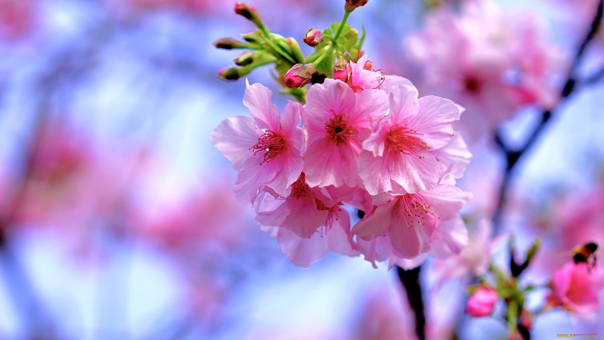 цветы, сакура, , вишня, весна, ветка