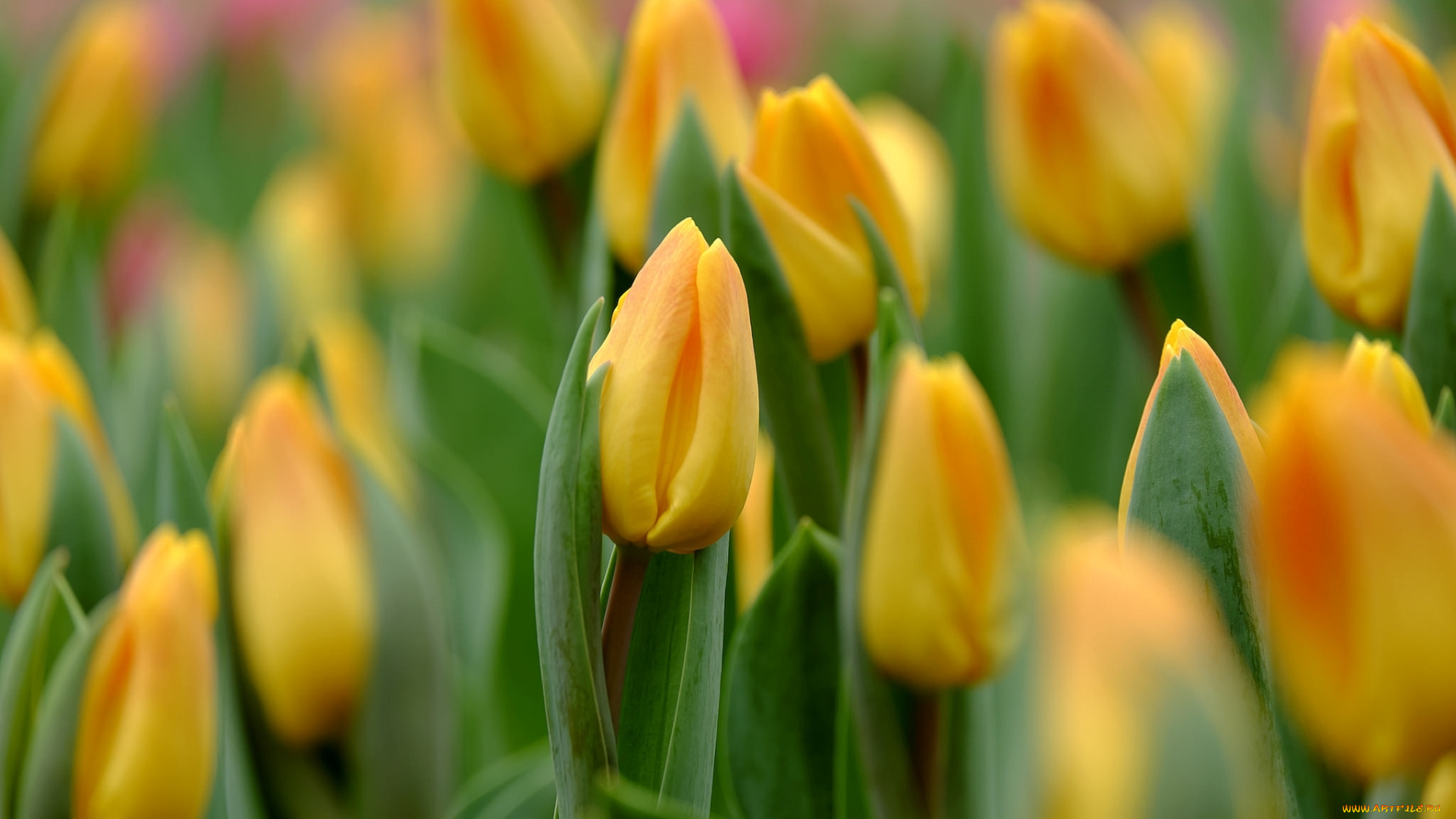 цветы, тюльпаны, капли, бутоны, желтый, макро, весна, фокус