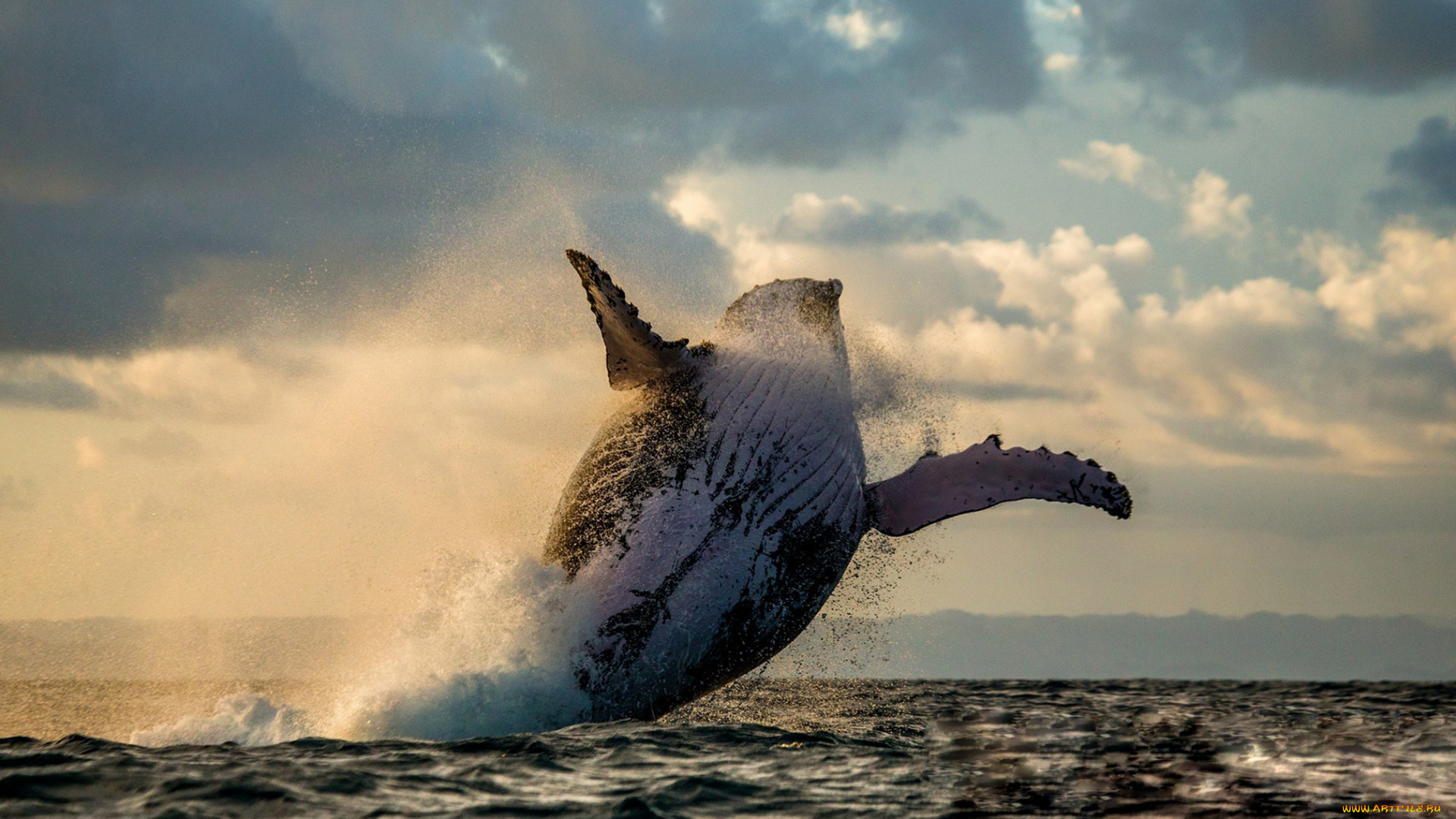 животные, киты, , кашалоты, подводный, мир, млекопитающие, океан, кит, выпрыгивает, из, воды