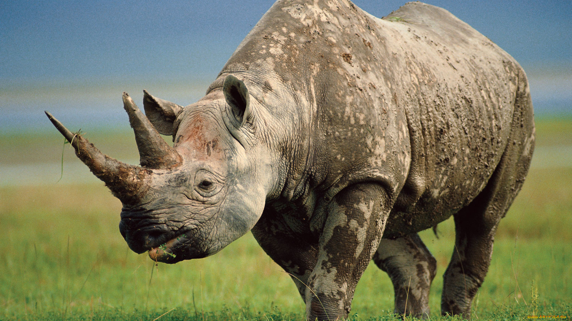 животные, носороги, носорог, грязный, млекопитающие