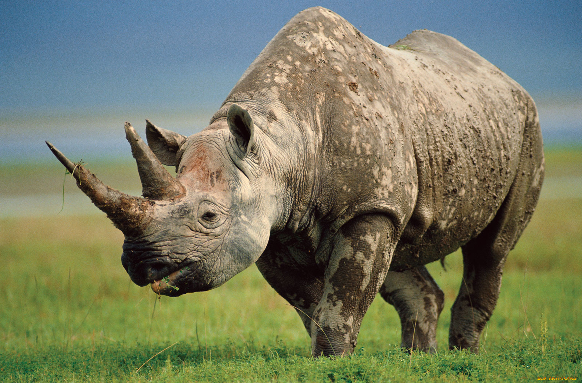 животные, носороги, носорог, грязный, млекопитающие