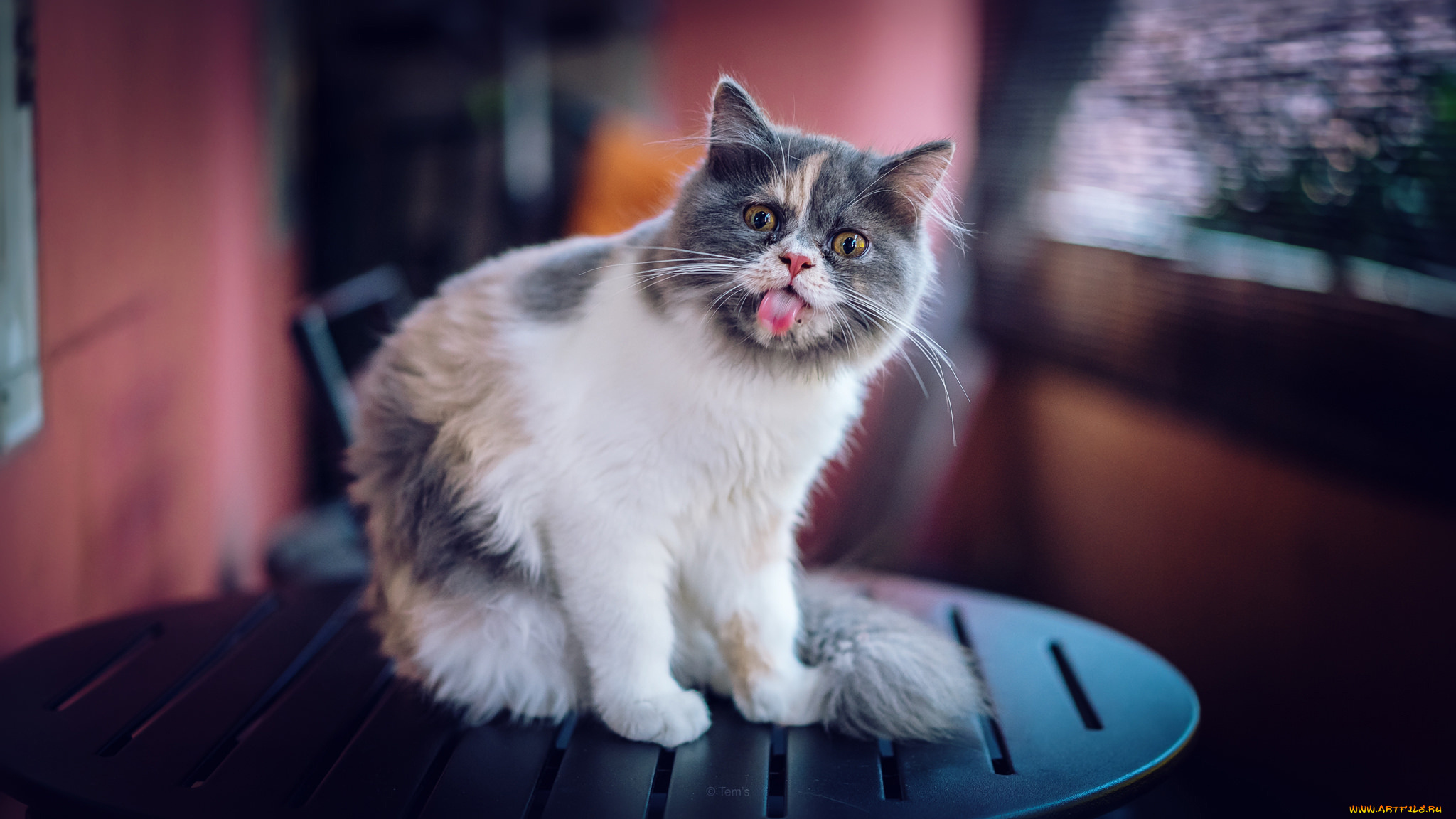 котенок язык без смс