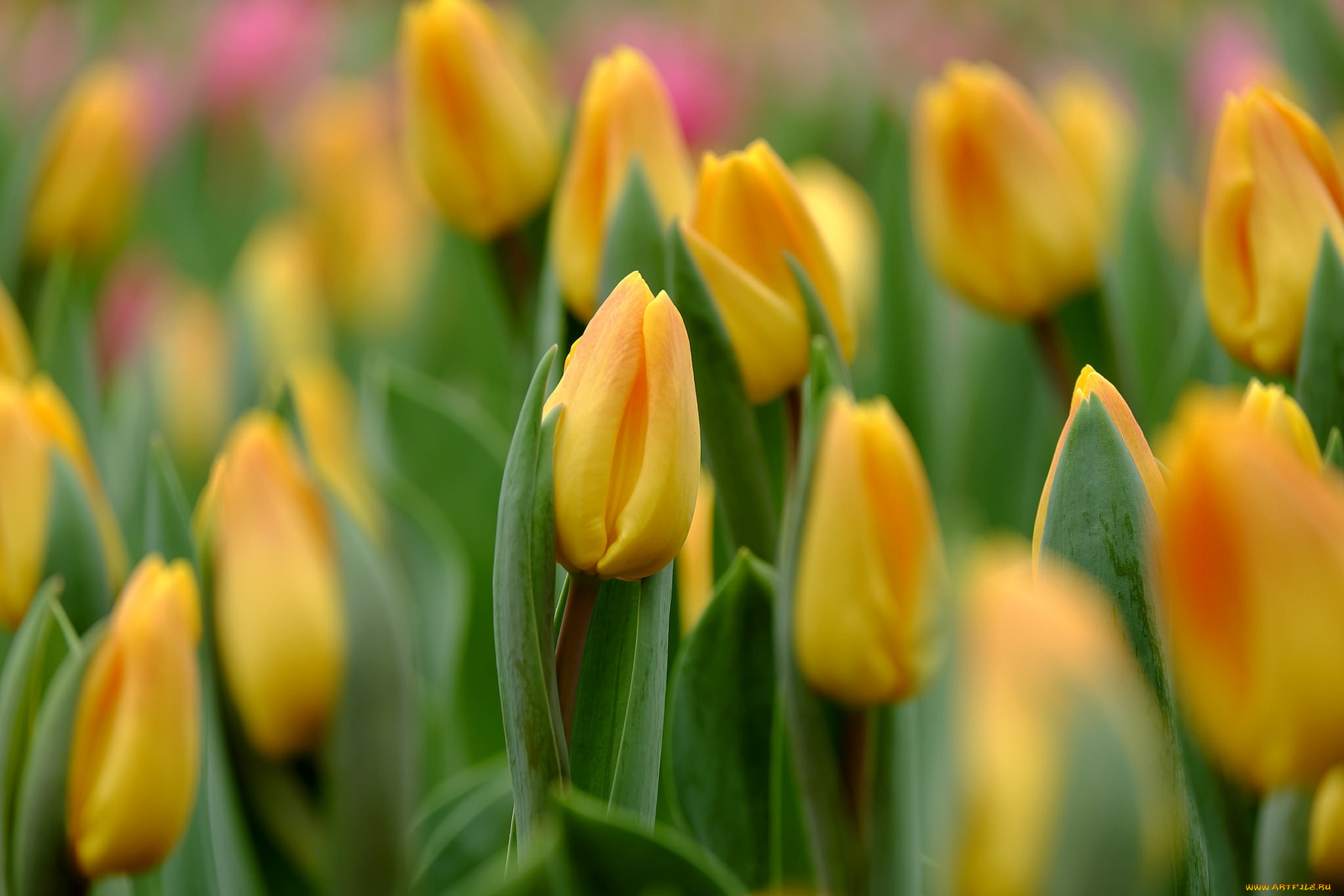 цветы, тюльпаны, капли, бутоны, желтый, макро, весна, фокус