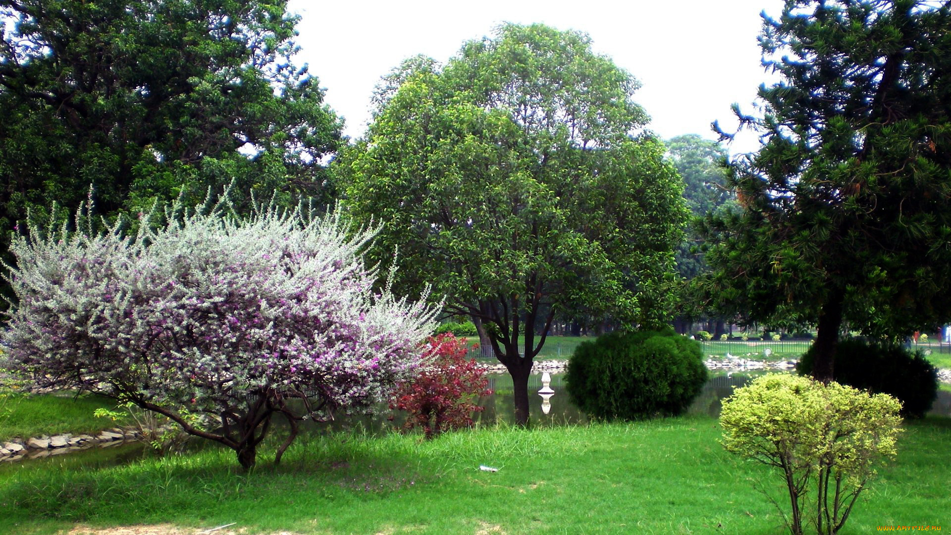 природа, парк, лужайка, цветение, пруд, весна, деревья