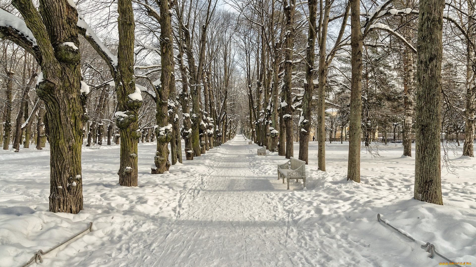 природа, зима, saint, petersburg, federal, city, russia, pushkinskiy