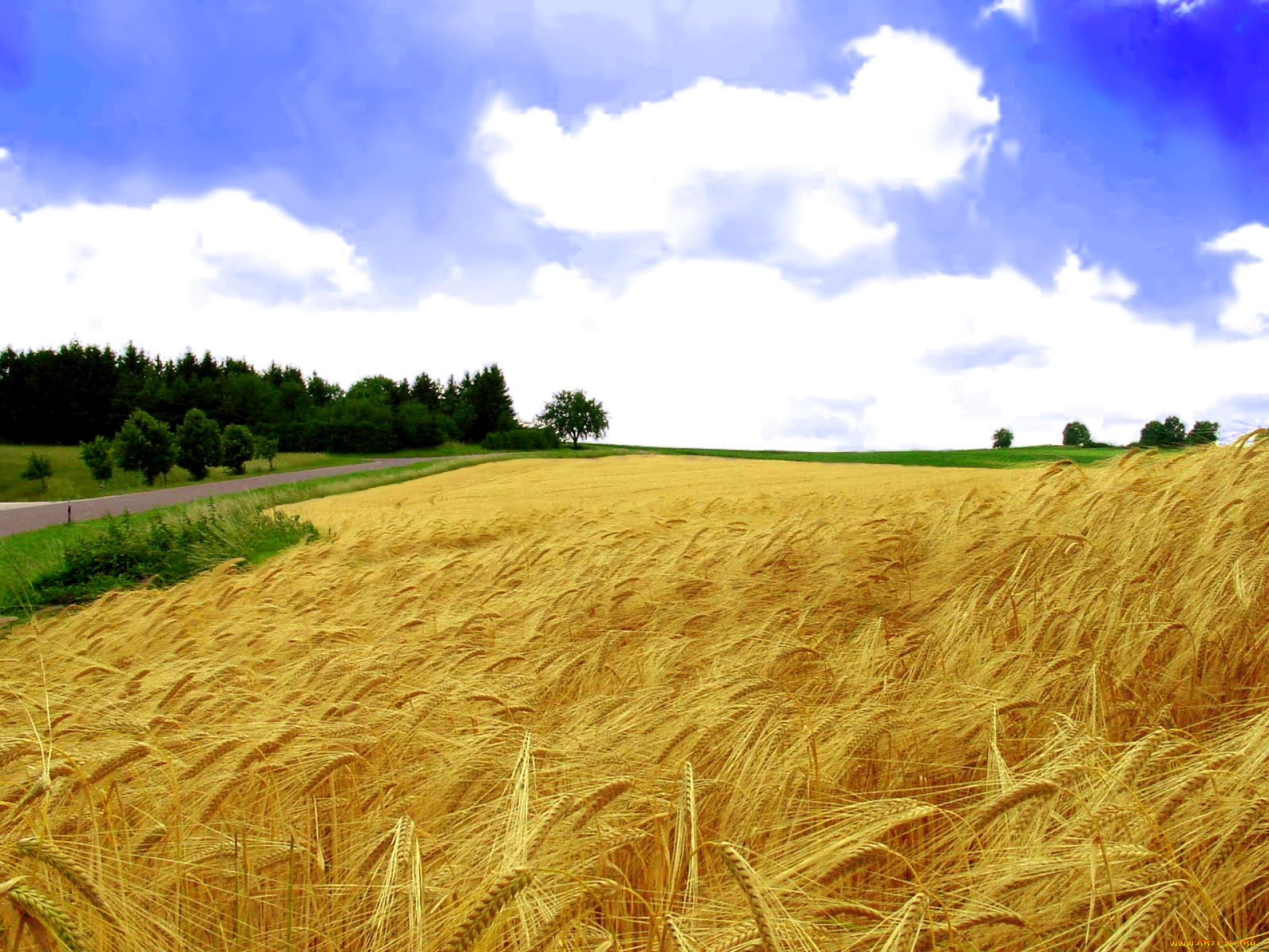 природа, поля, пшеница, поле, лето