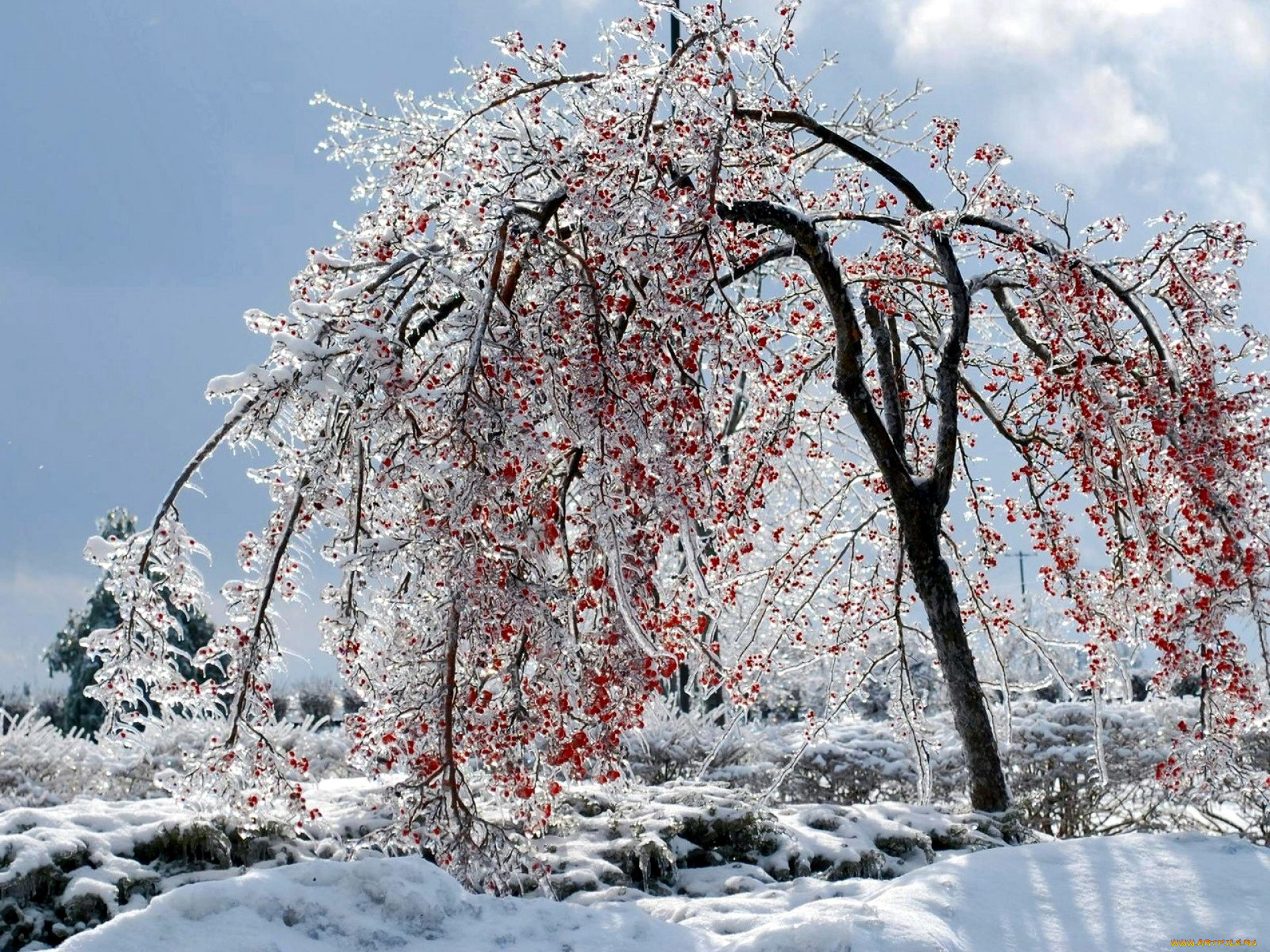 природа, зима, дерево, ягоды, иней