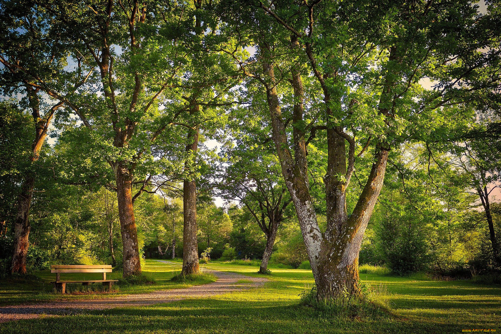 природа, парк, аллея, деревья, скамейка
