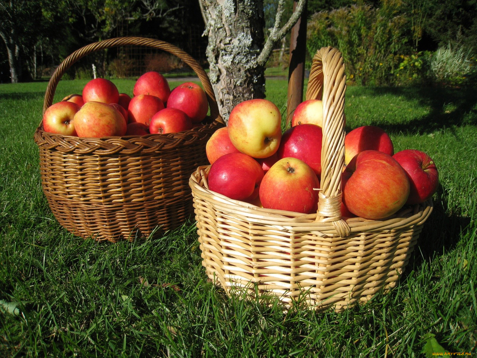 еда, Яблоки, листья, корзинки, урожай, яблоки, трава