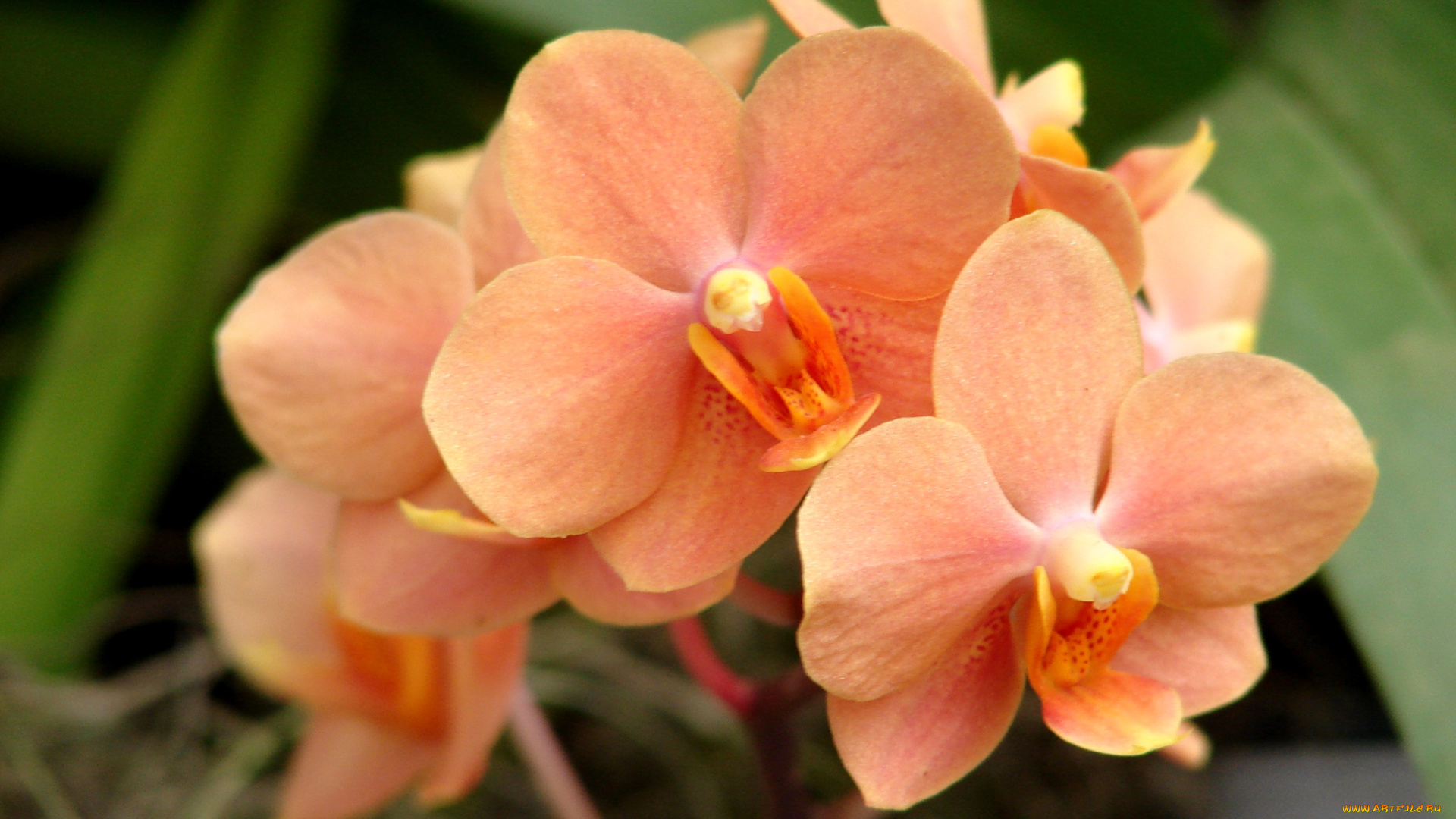 цветы, орхидеи, оранжевый, ветка