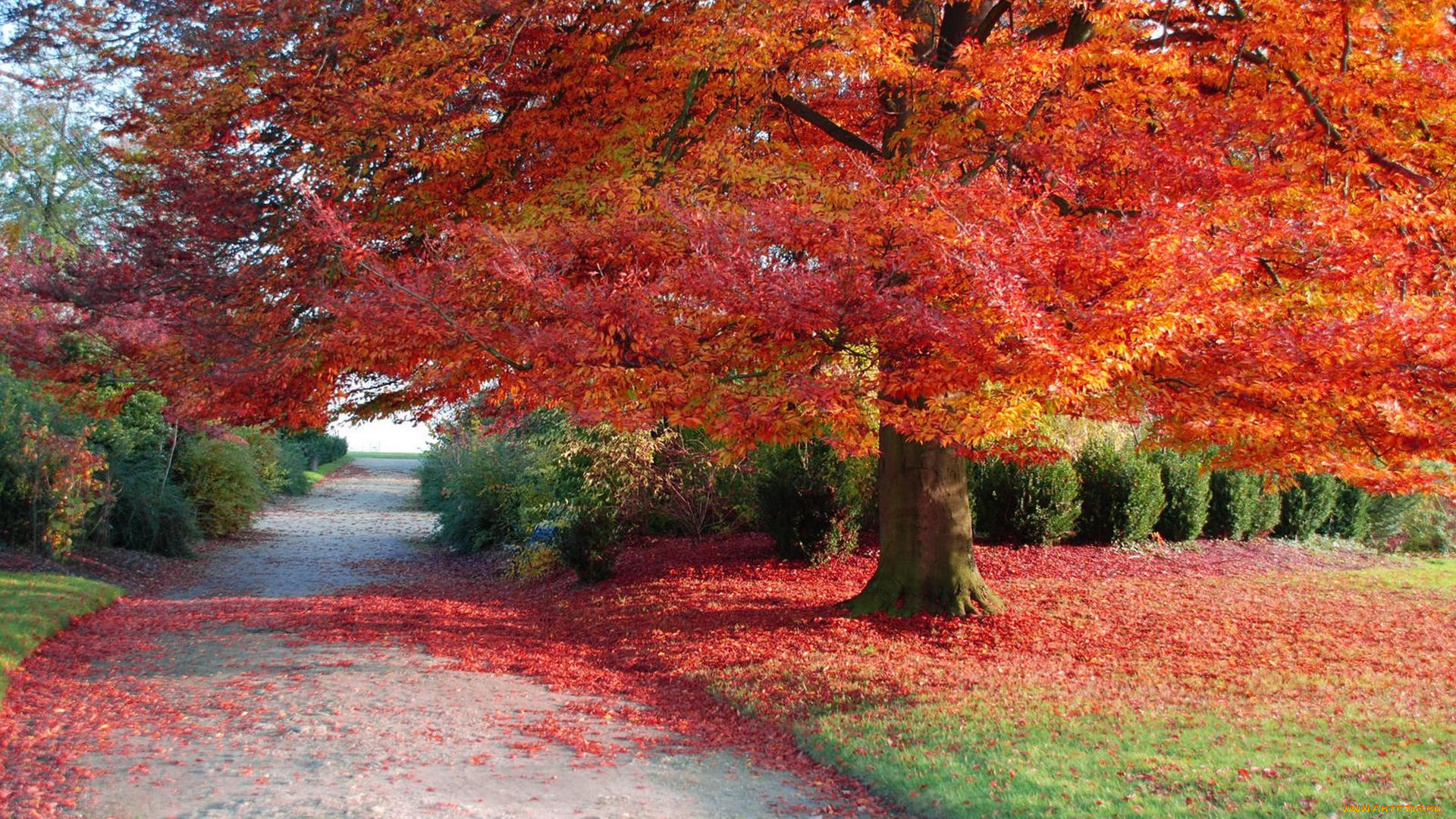 природа, дороги, дерево, красная, листва, осень