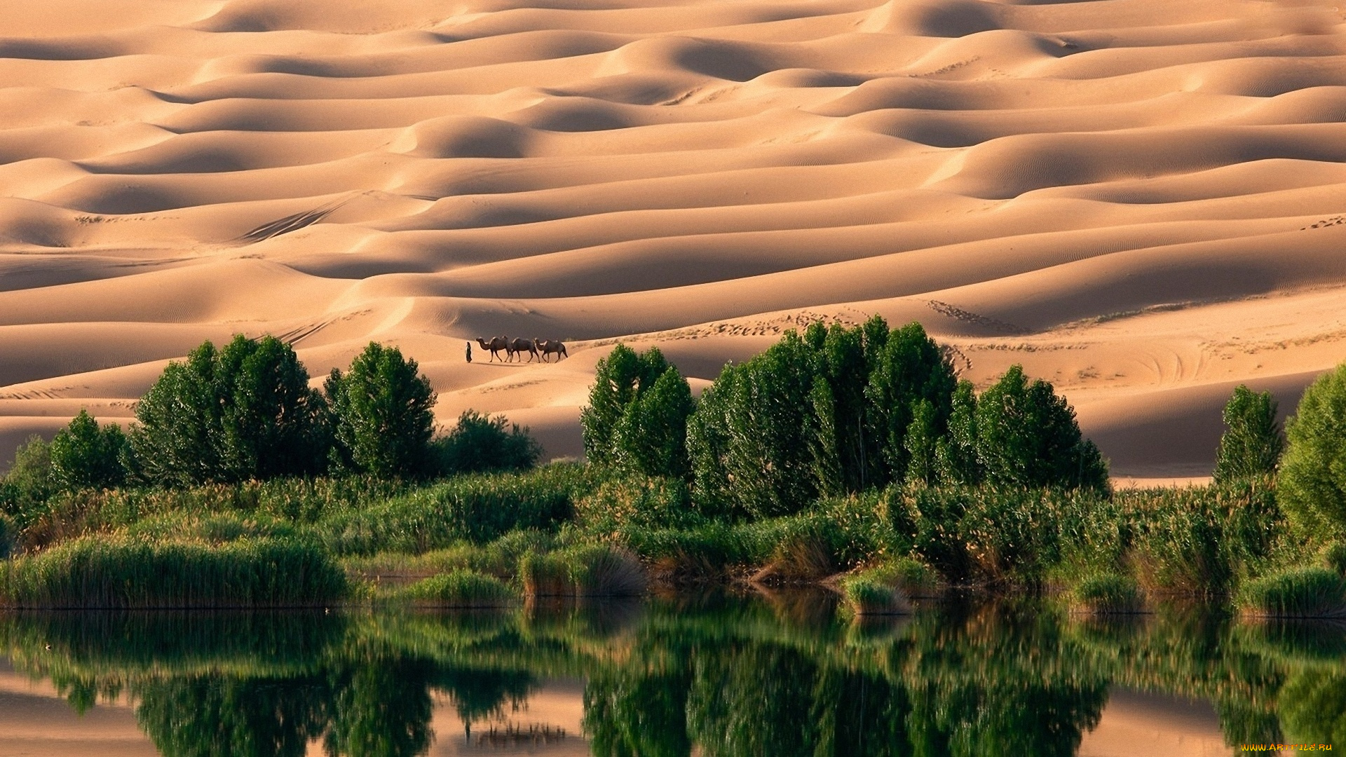 природа, пустыни, вода, оазис, песок, деревья, пустыня