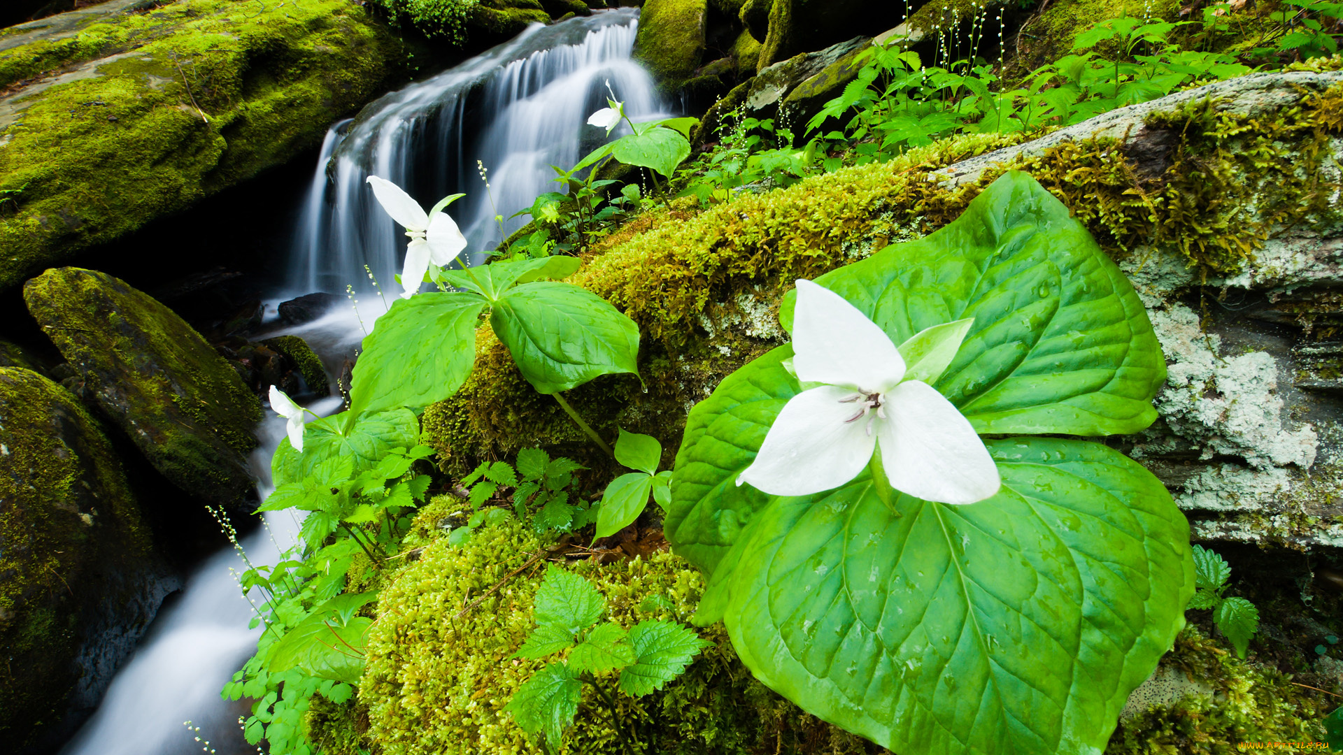 природа, водопады, вода, листья, цветок