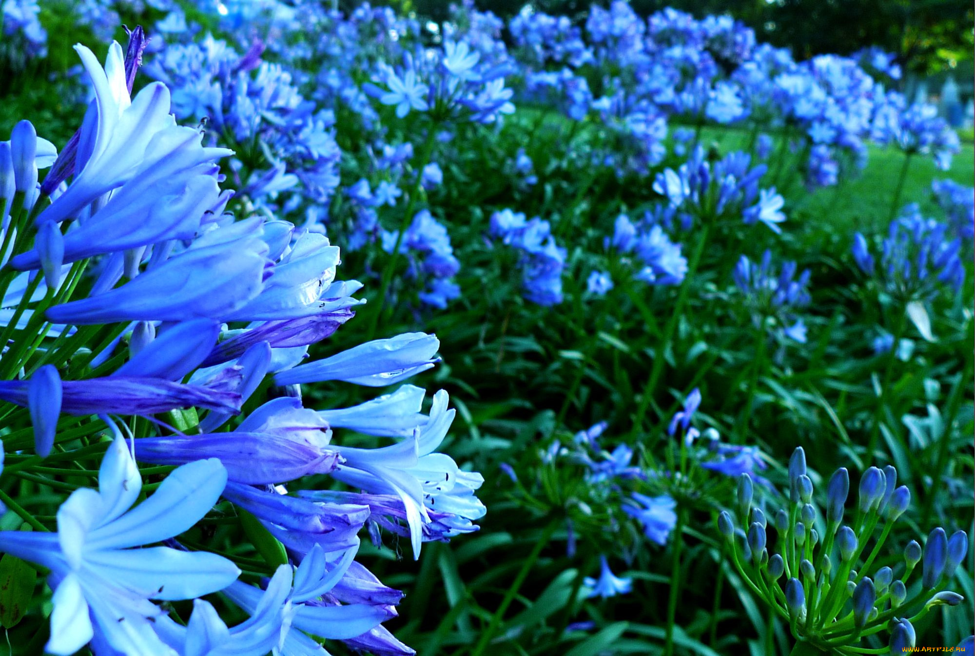 цветы, агапантус, африканская, лилия, синий