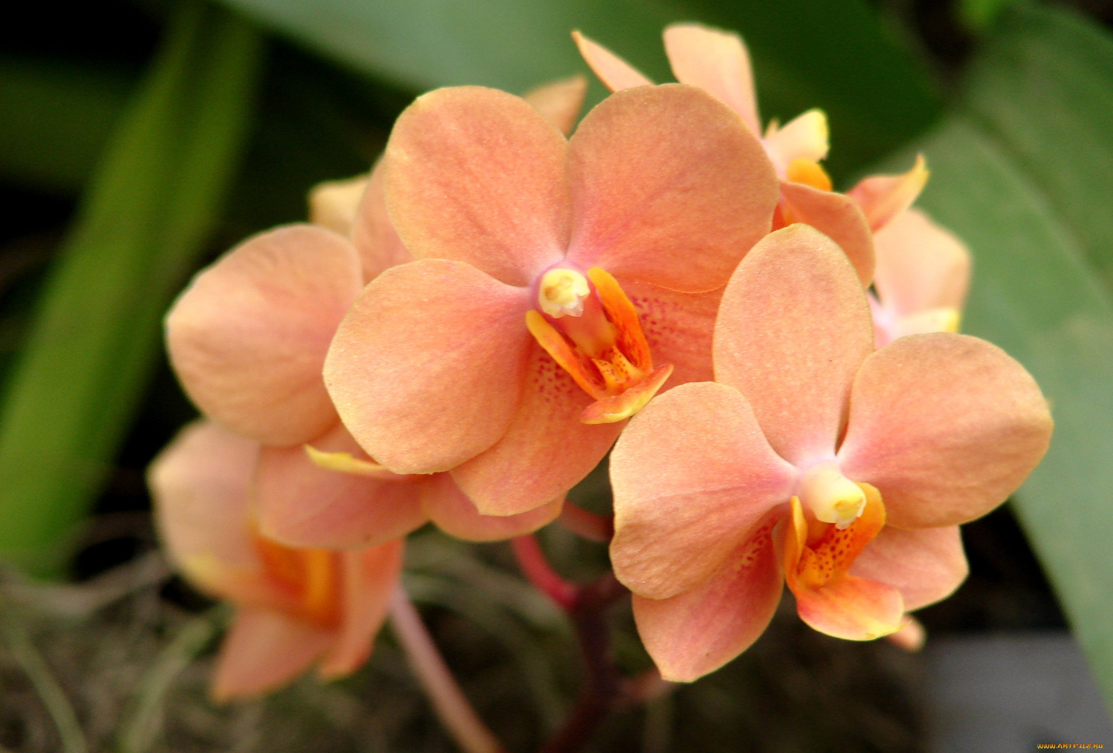 цветы, орхидеи, оранжевый, ветка