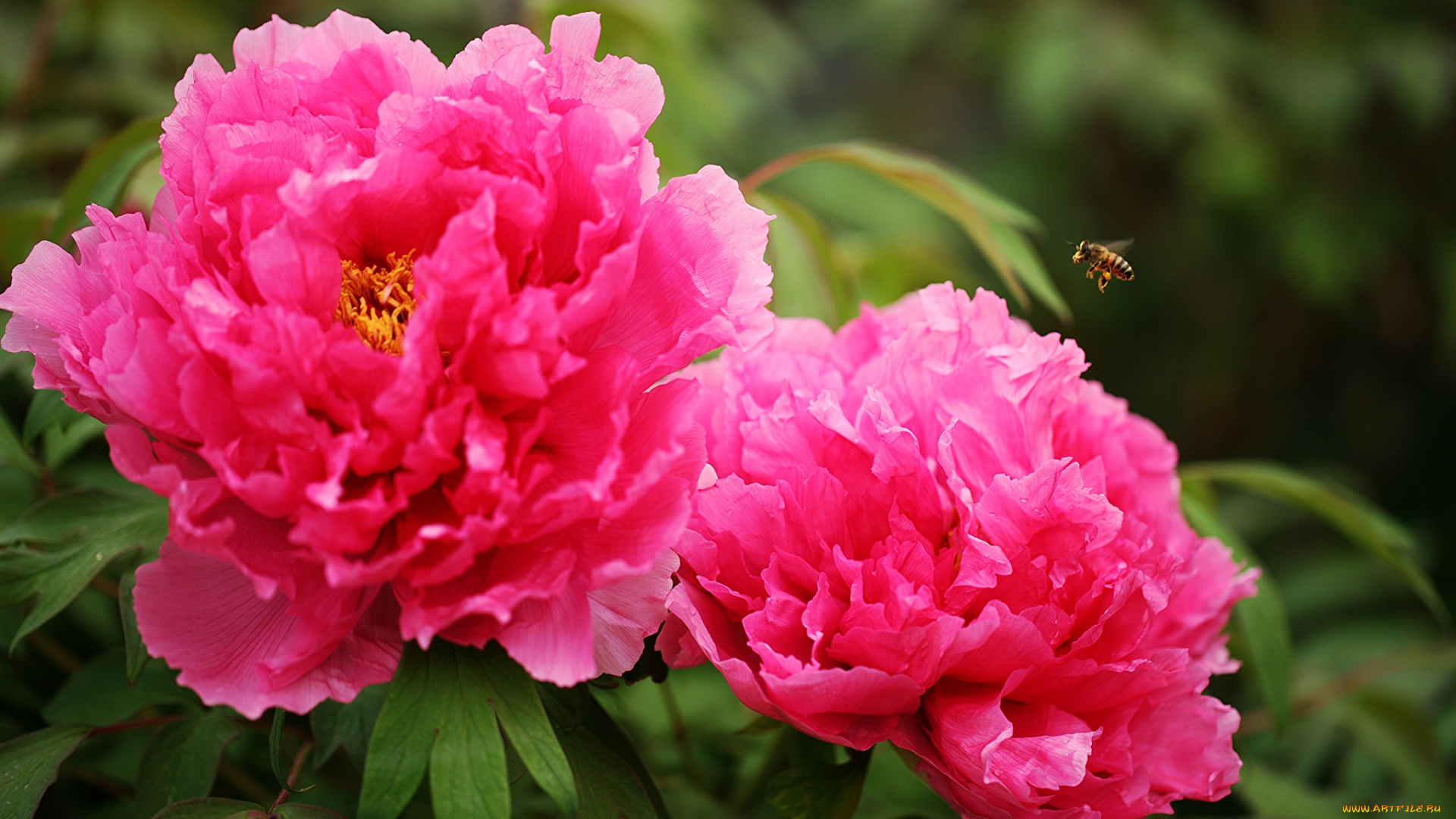 цветы, пионы, пчела, розовый