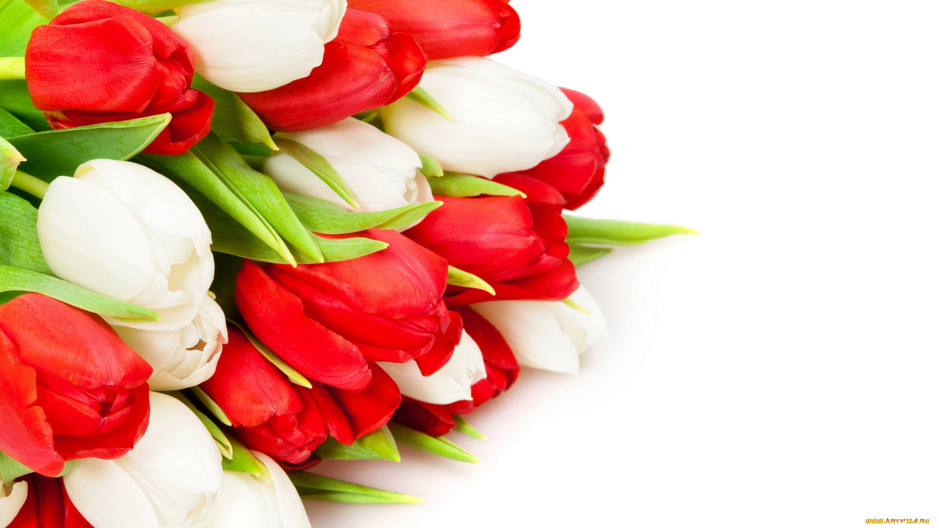 цветы, тюльпаны, белые, красные