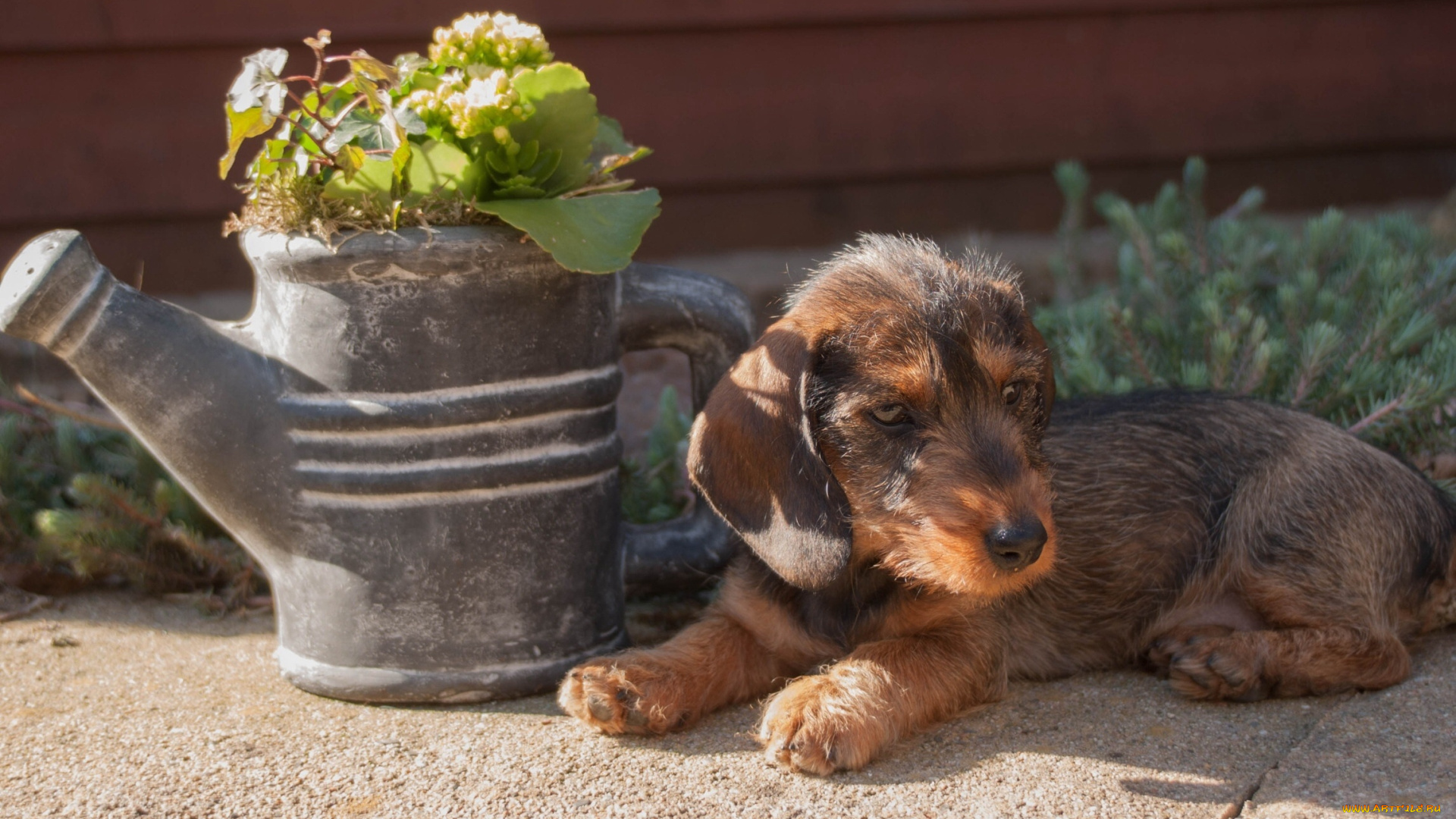 животные, собаки, щенок, лежит, цветы, dog, puppy, lies, flowers