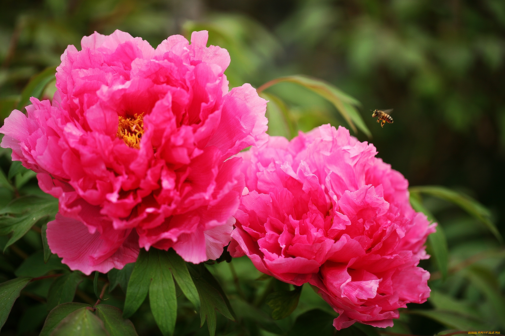 цветы, пионы, пчела, розовый