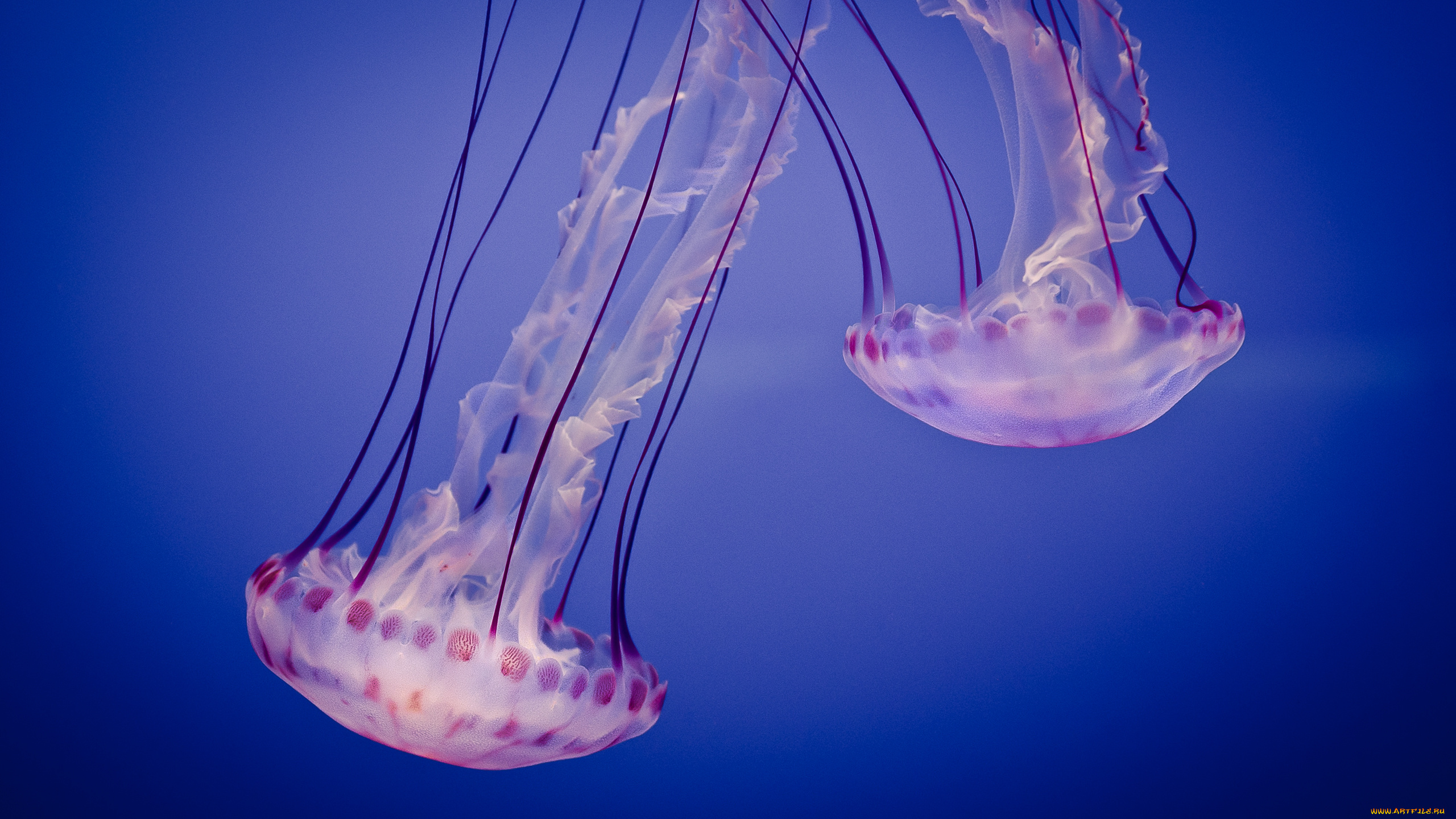 животные, медузы, вода, синь, глубина
