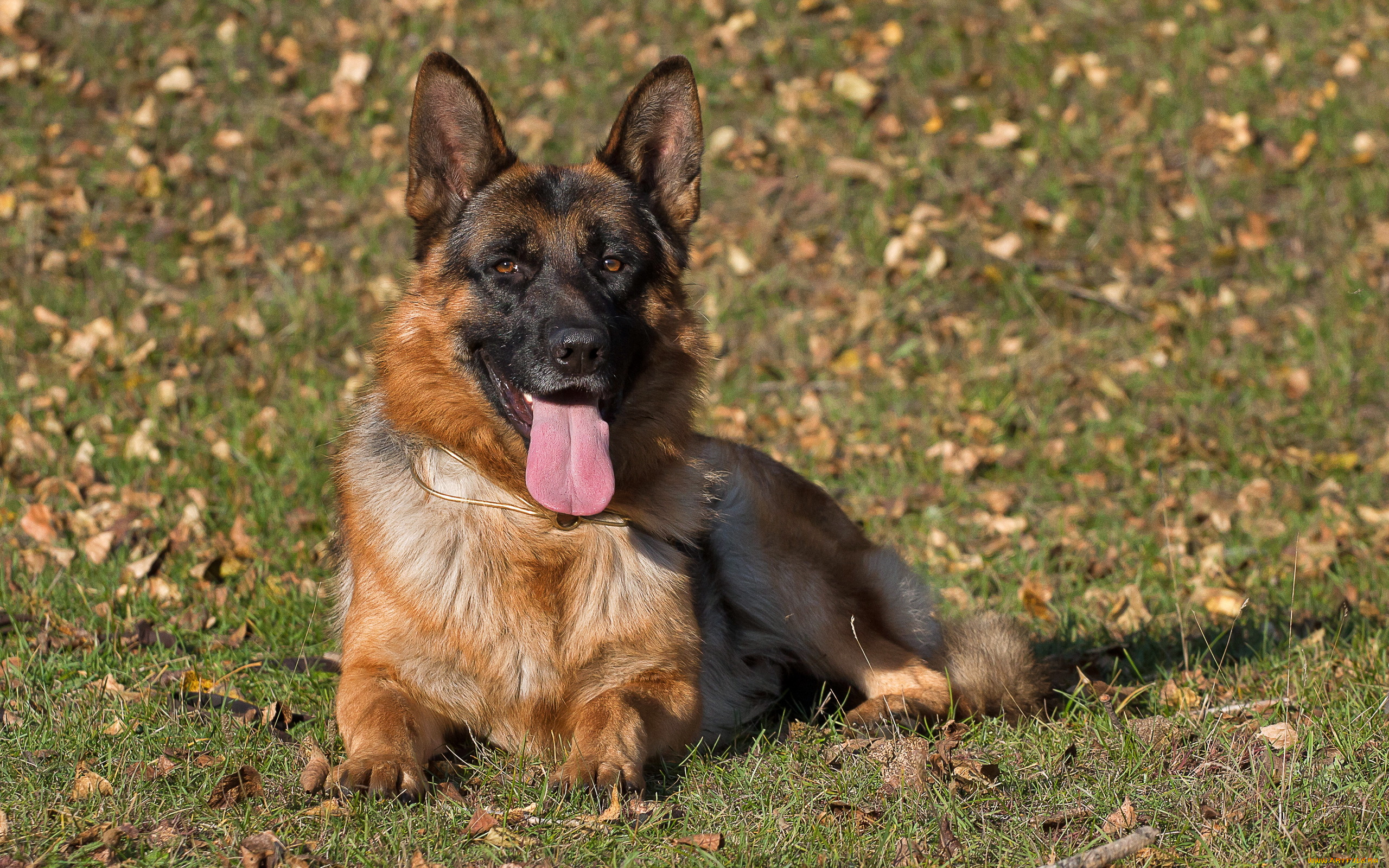 животные, собаки, взгляд, dog, german, shepherd