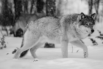 Картинка животные волки +койоты +шакалы красавец