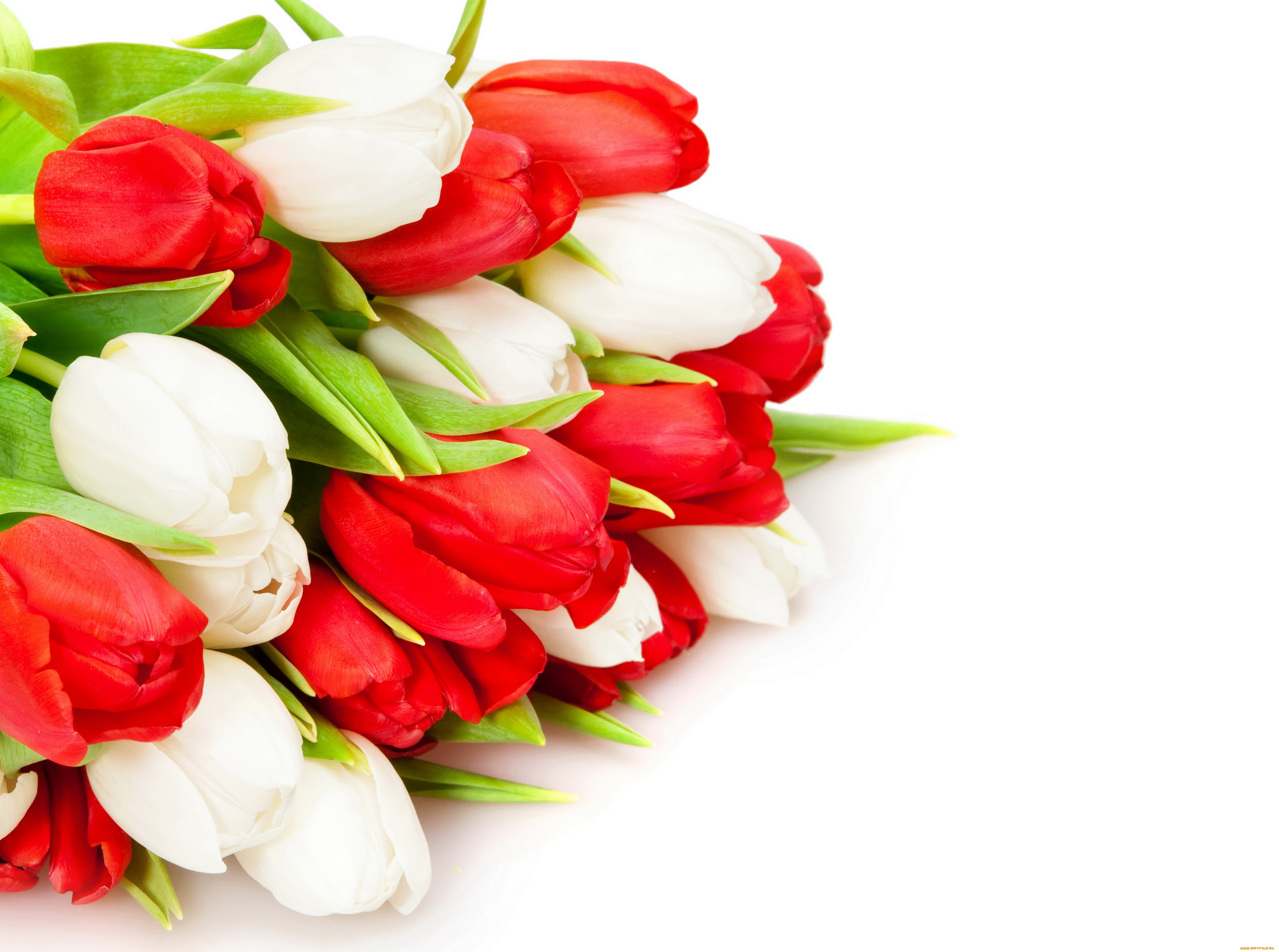 цветы, тюльпаны, белые, красные